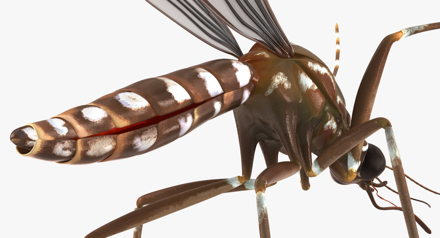 3D model Mosquito Pose 4