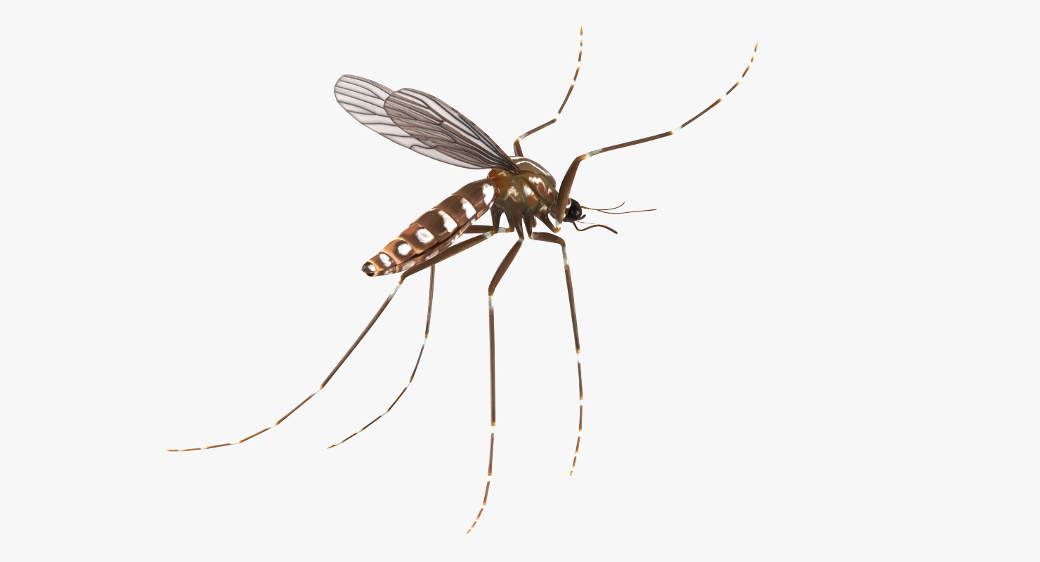 3D model Mosquito Pose 4