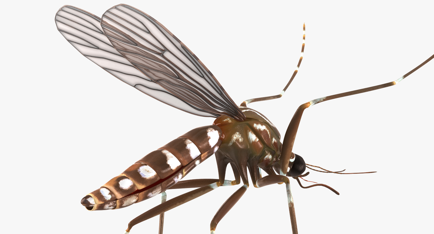 3D model Mosquito Pose 4