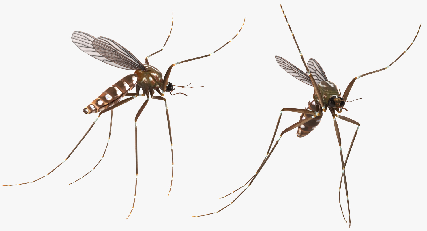 3D model Mosquito Pose 4