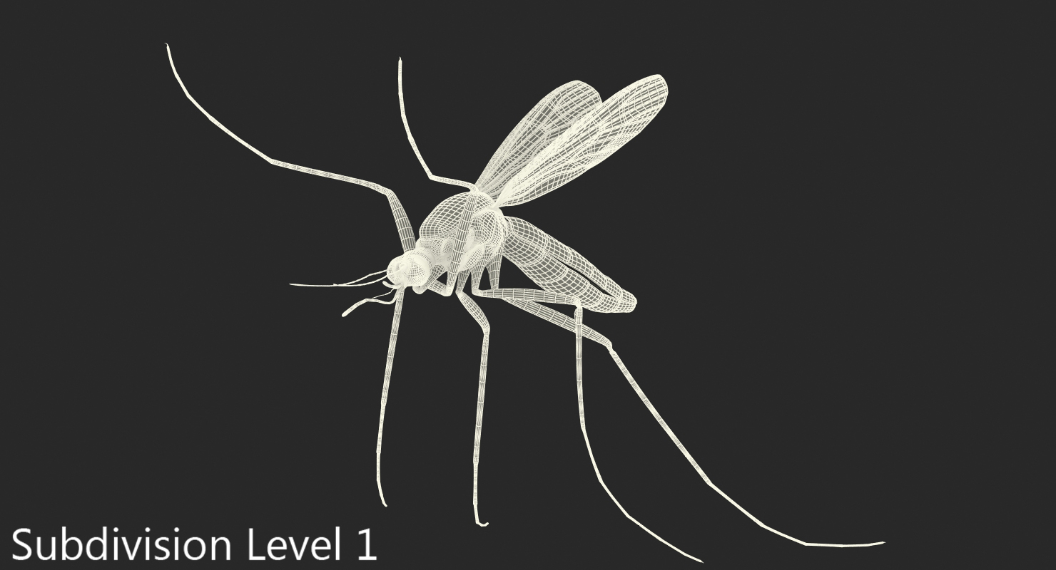 3D model Mosquito Pose 4