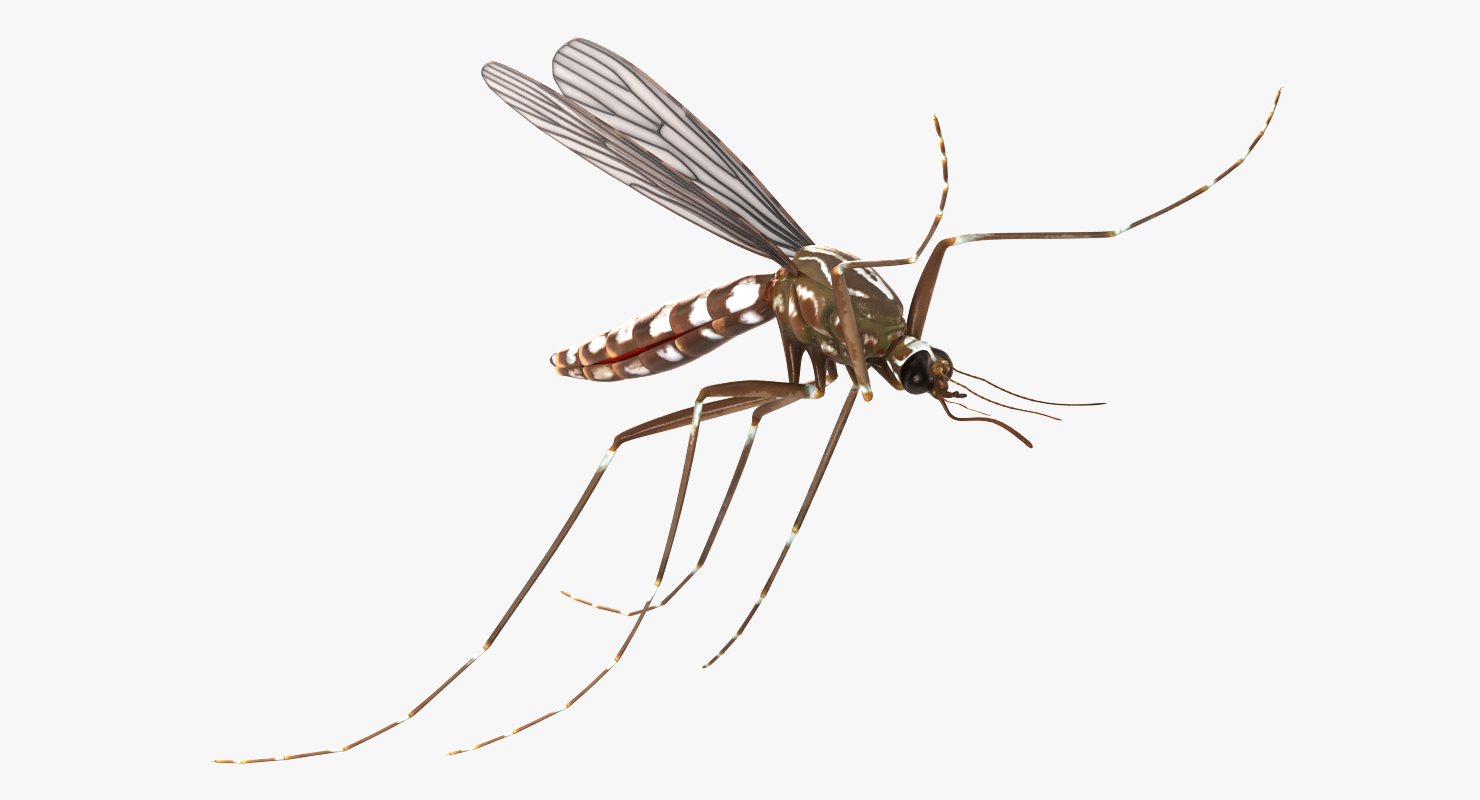 3D model Mosquito Pose 4