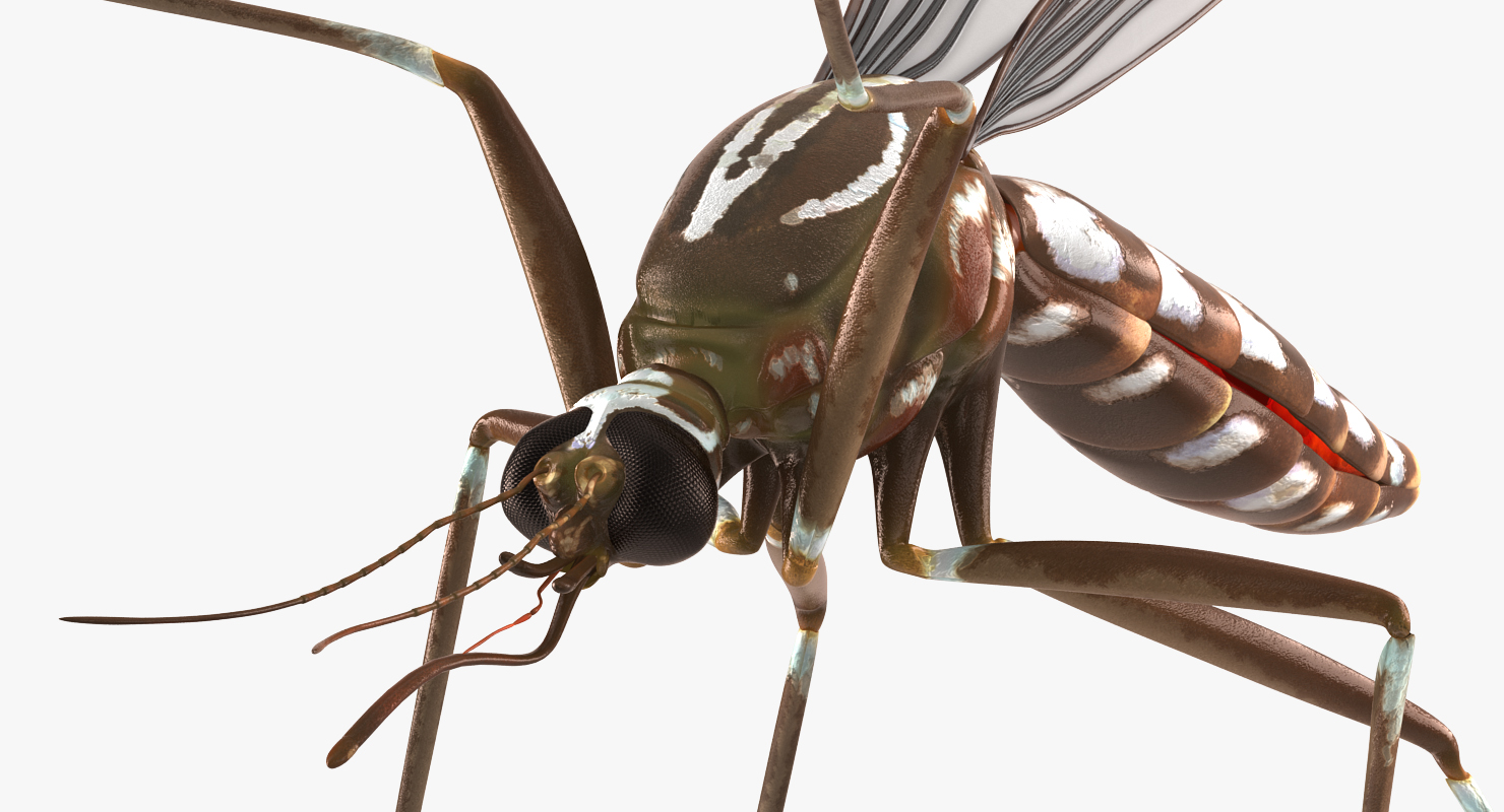 3D model Mosquito Pose 4