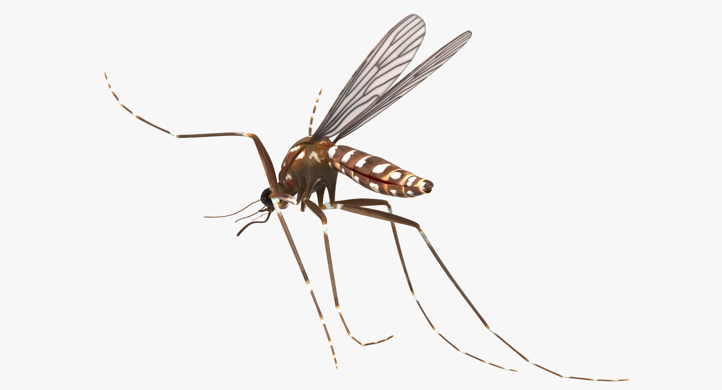 3D model Mosquito Pose 4