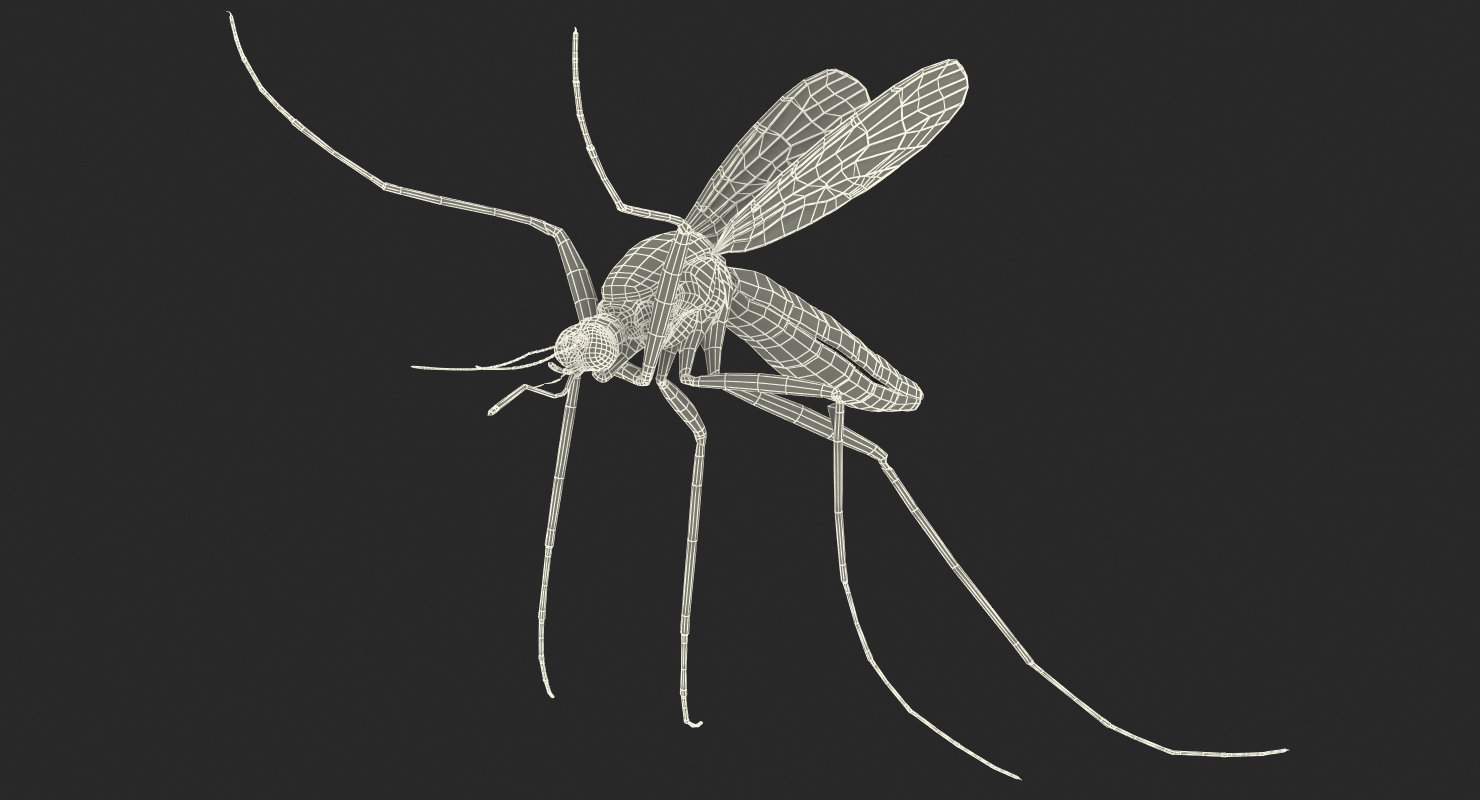 3D model Mosquito Pose 4