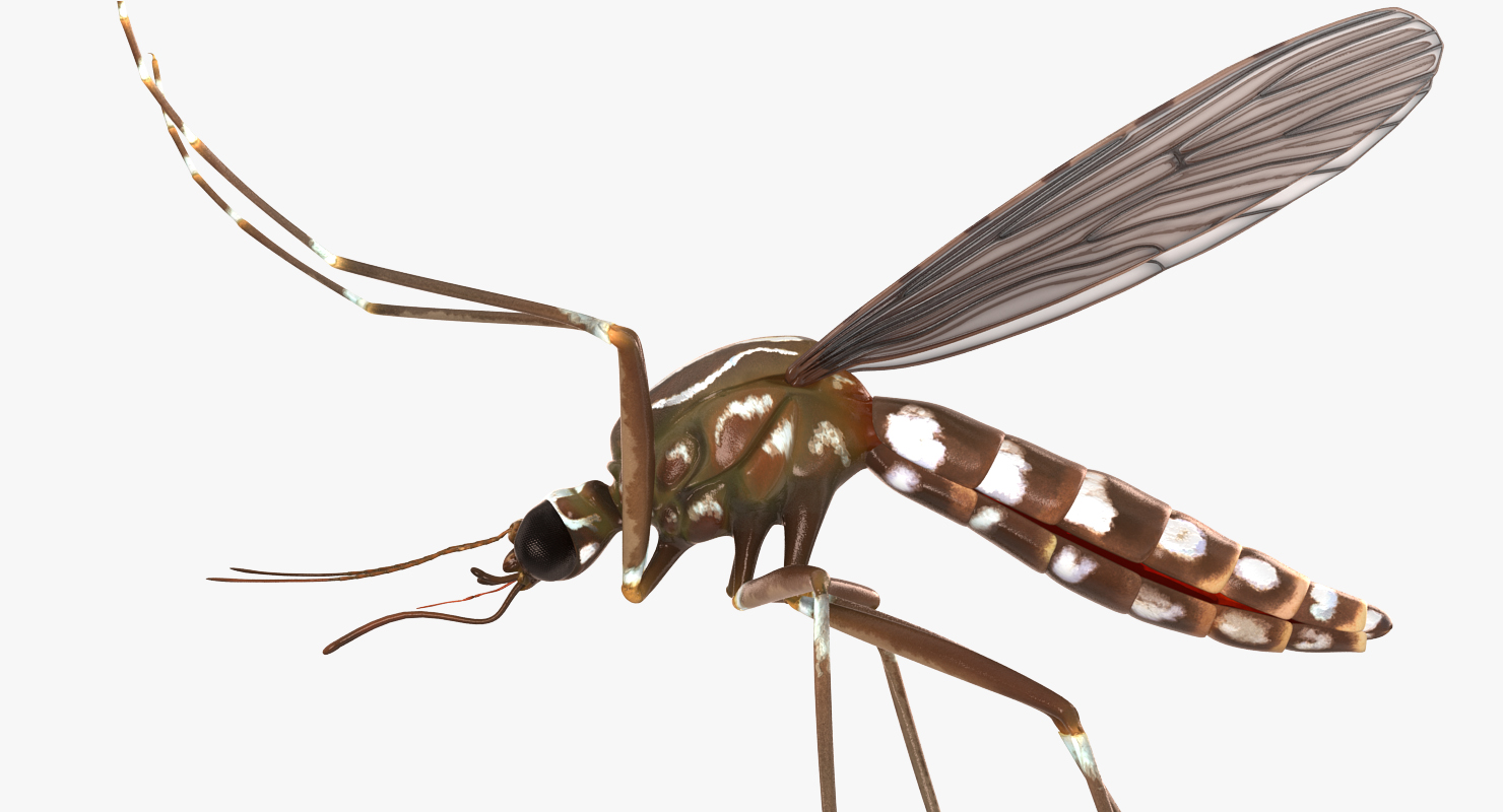 3D model Mosquito Pose 4