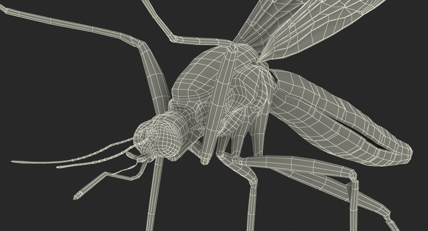 3D model Mosquito Pose 4