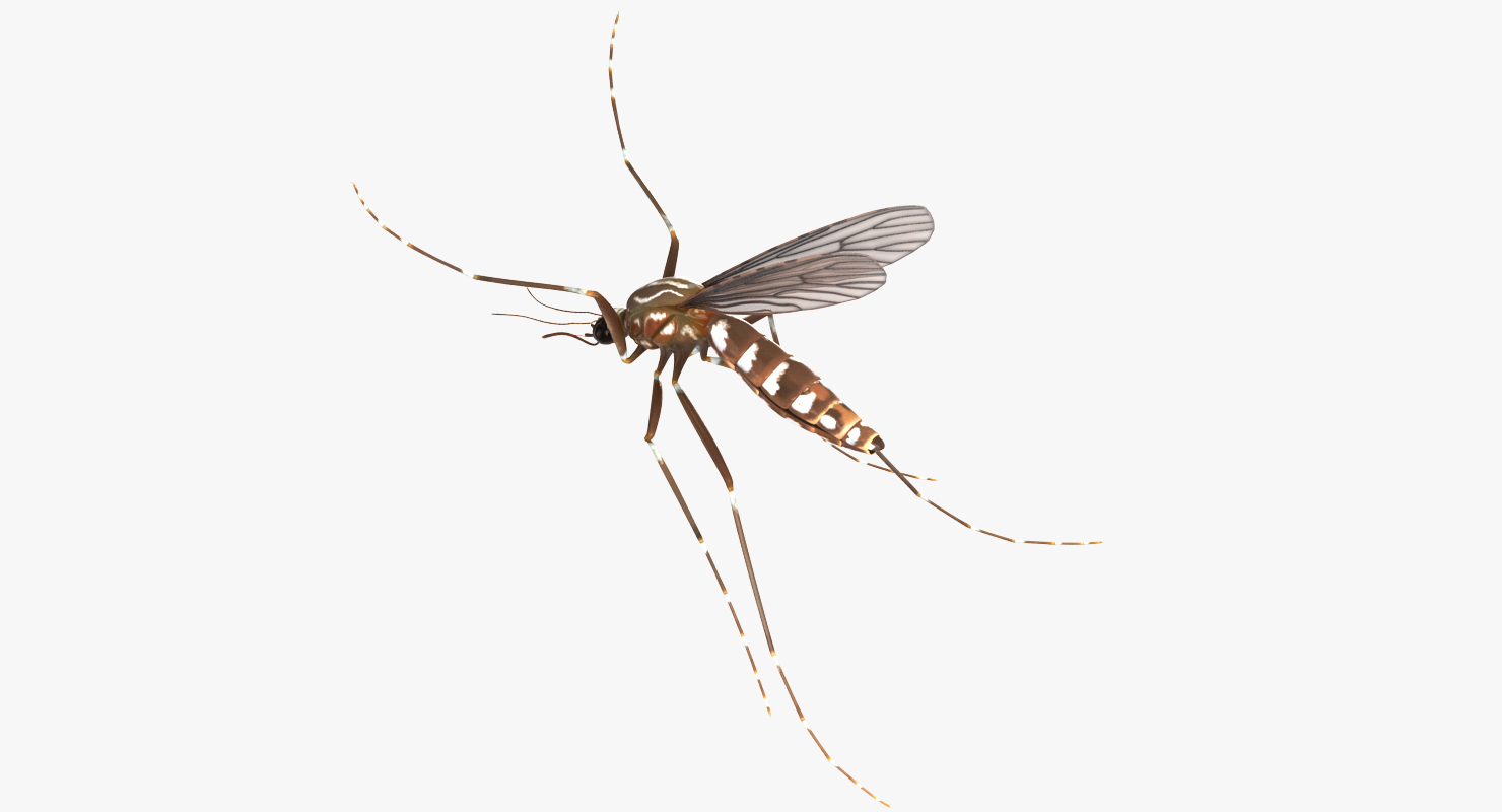 3D model Mosquito Pose 4