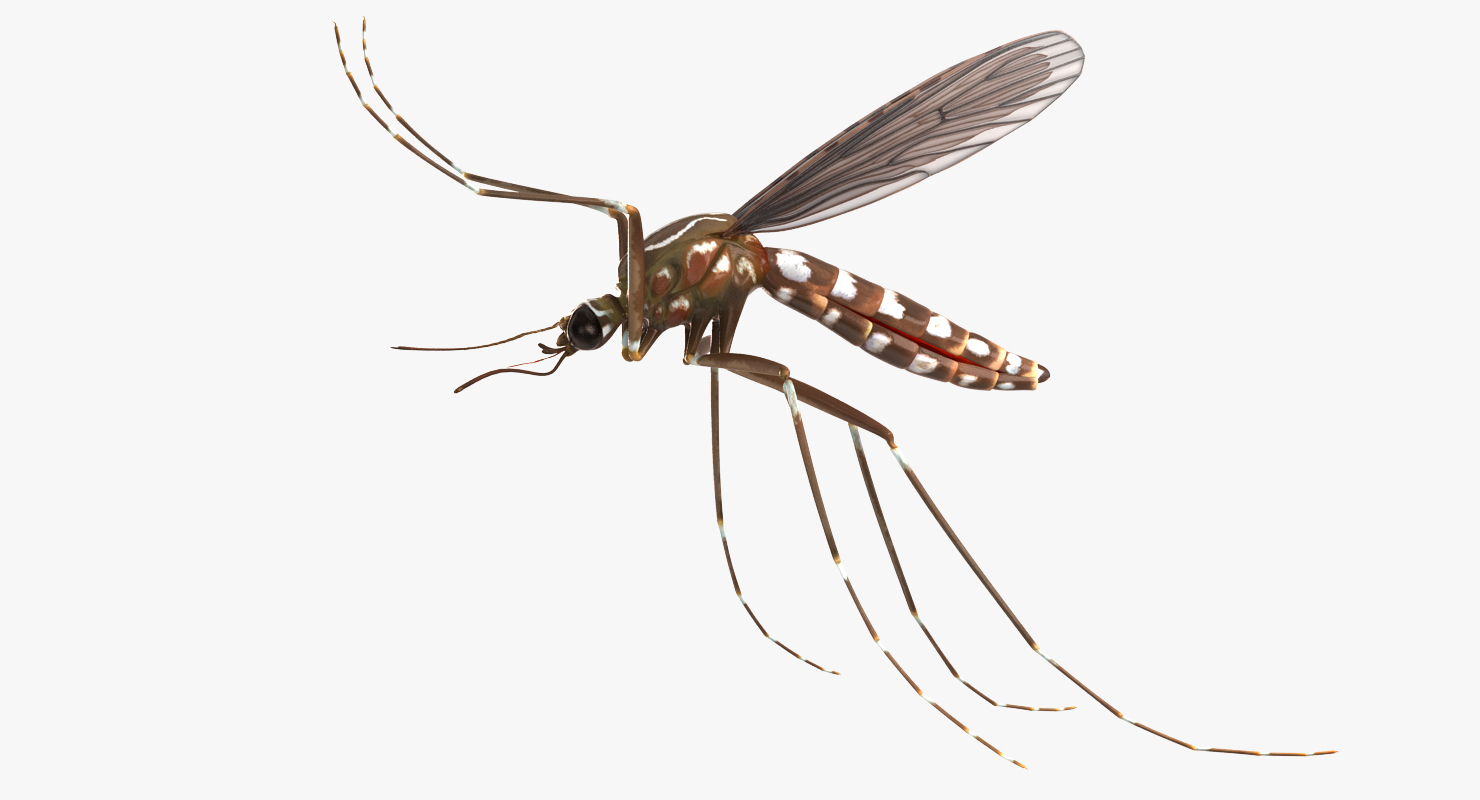 3D model Mosquito Pose 4