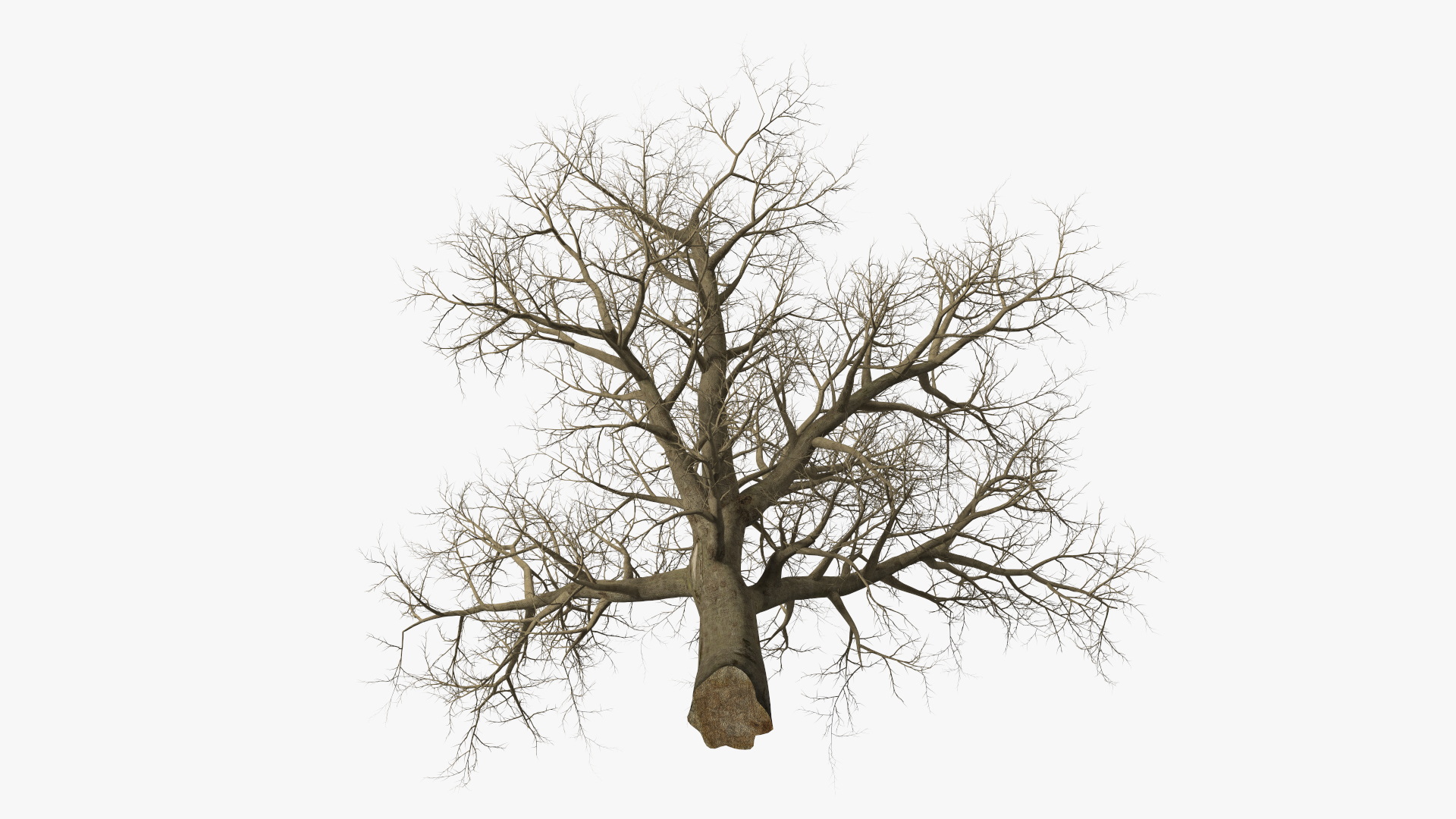 Leafless Maple Tree 3D model