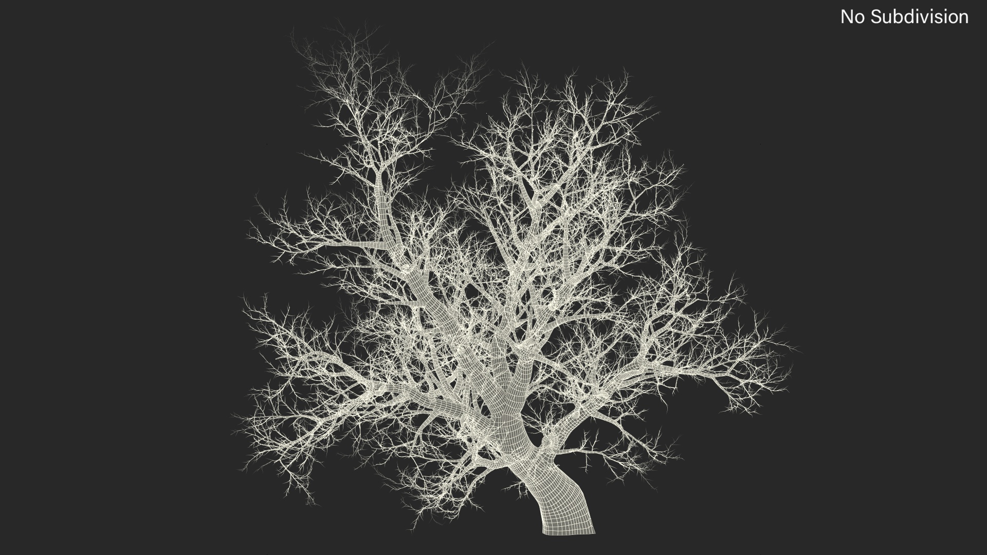 Leafless Maple Tree 3D model