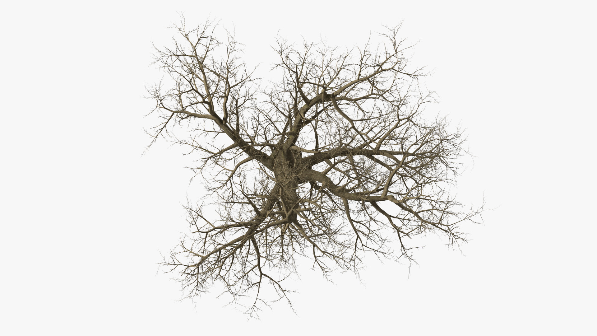 Leafless Maple Tree 3D model