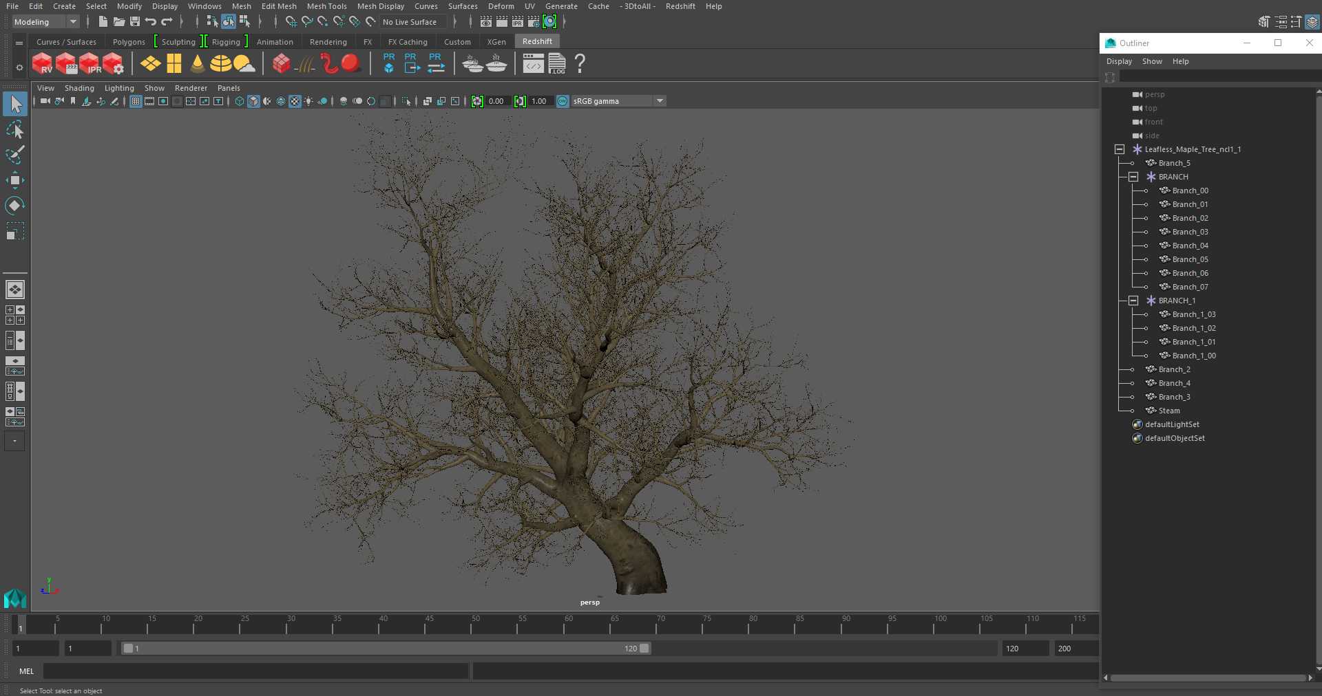 Leafless Maple Tree 3D model