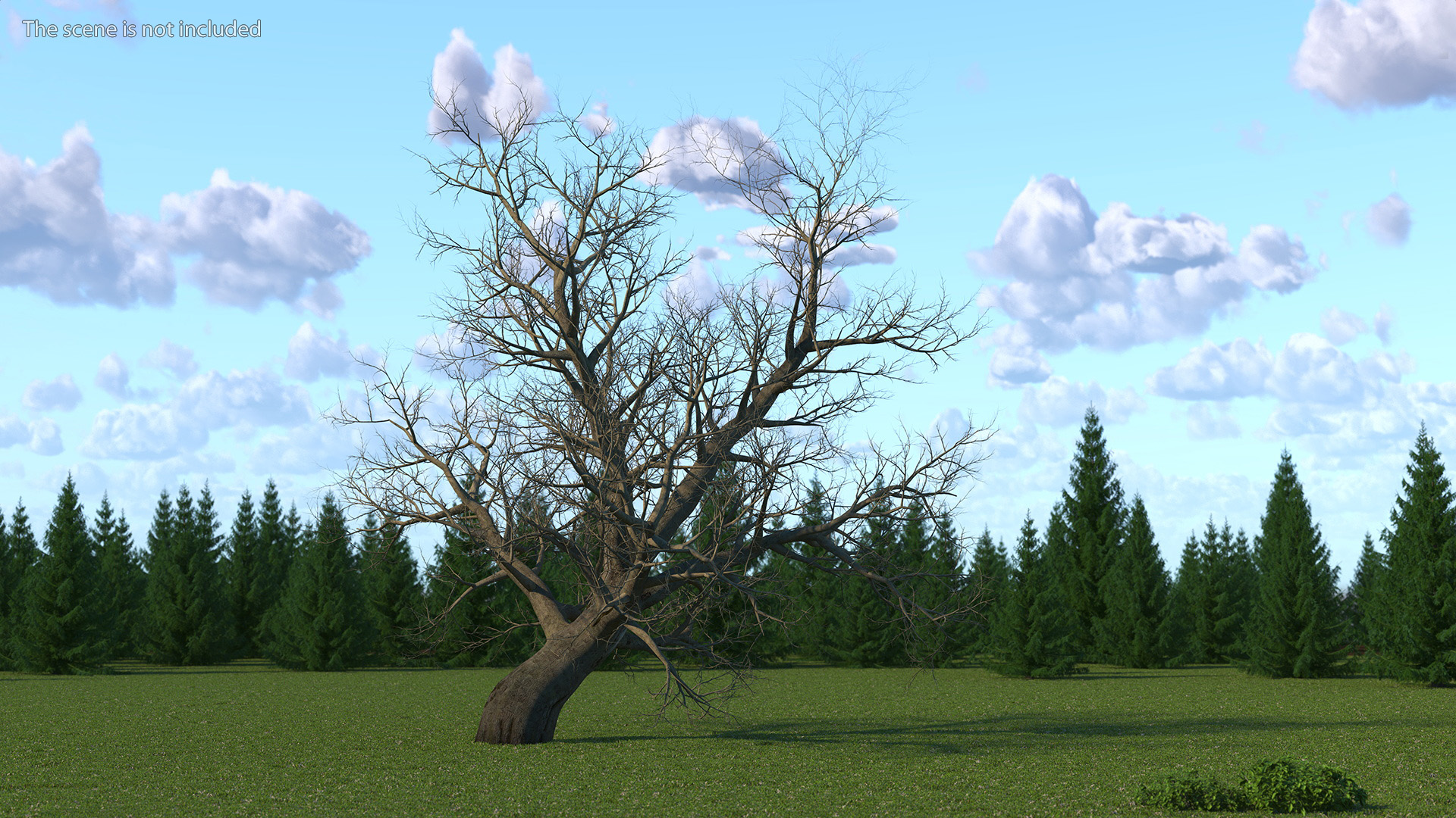 Leafless Maple Tree 3D model