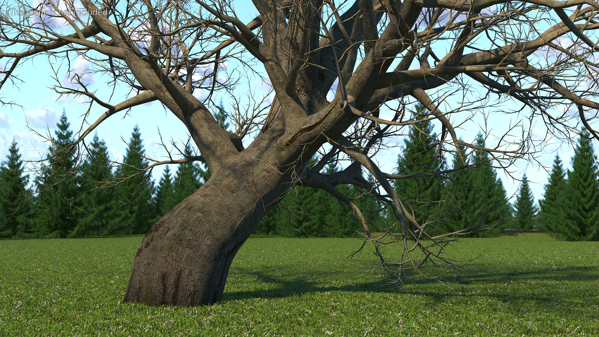 Leafless Maple Tree 3D model