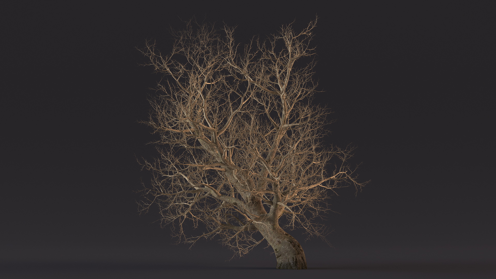 Leafless Maple Tree 3D model