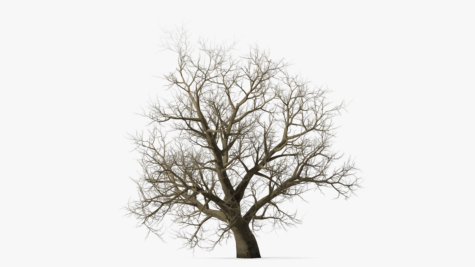 Leafless Maple Tree 3D model