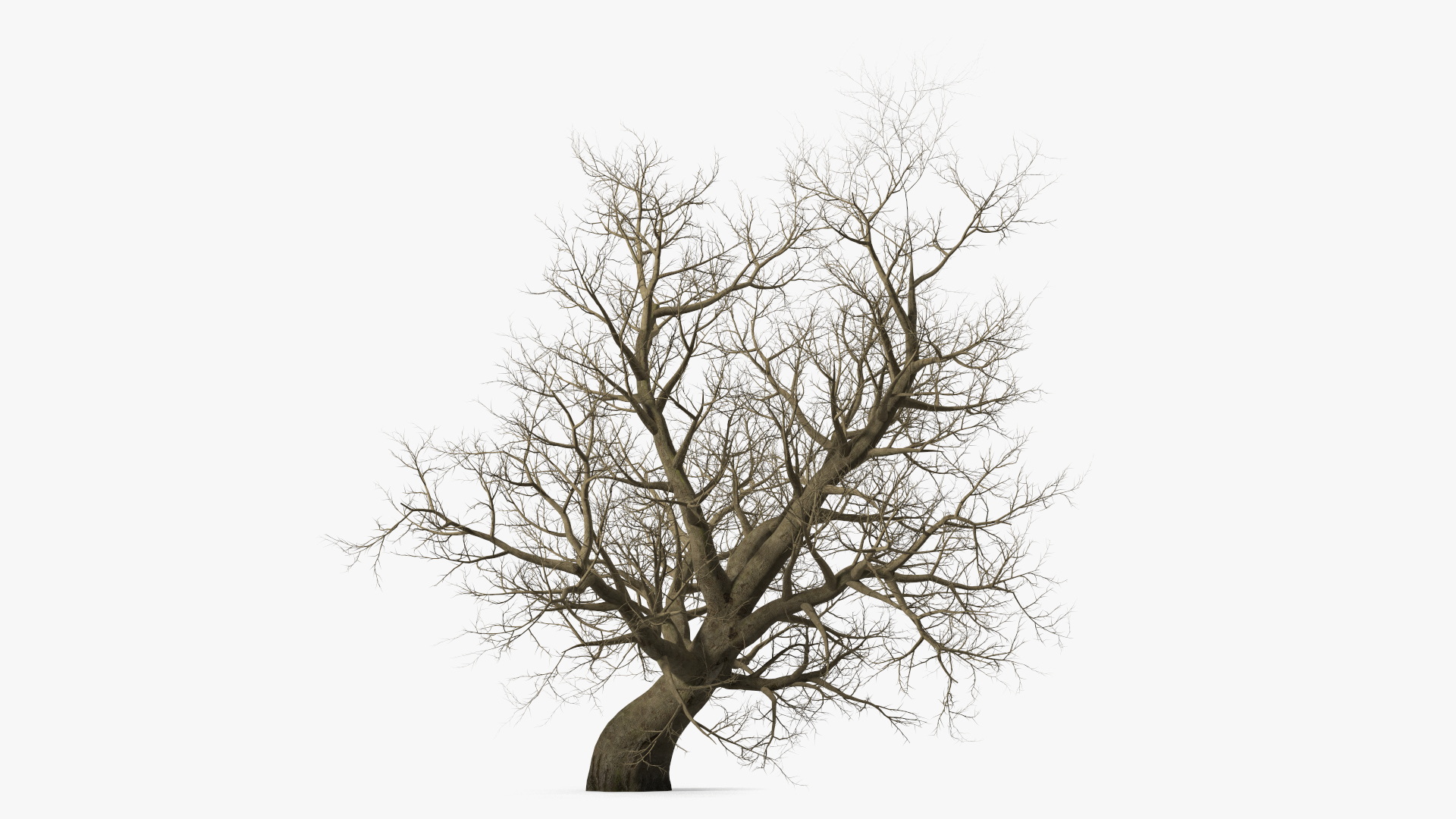 Leafless Maple Tree 3D model