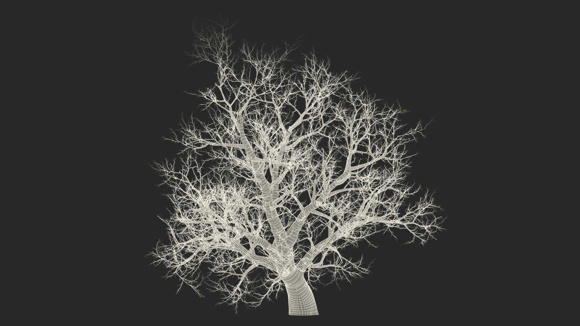 Leafless Maple Tree 3D model