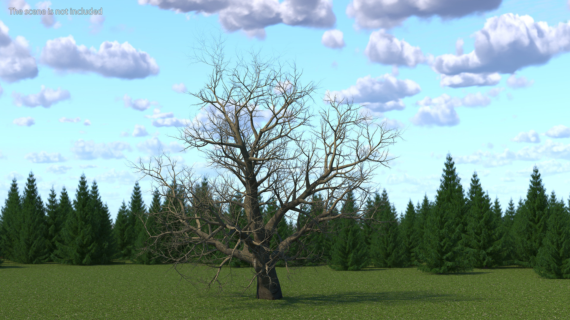 Leafless Maple Tree 3D model