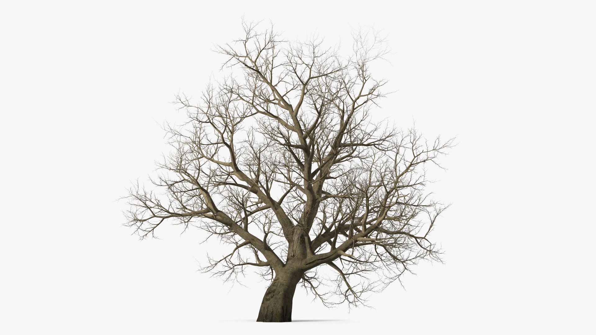 Leafless Maple Tree 3D model