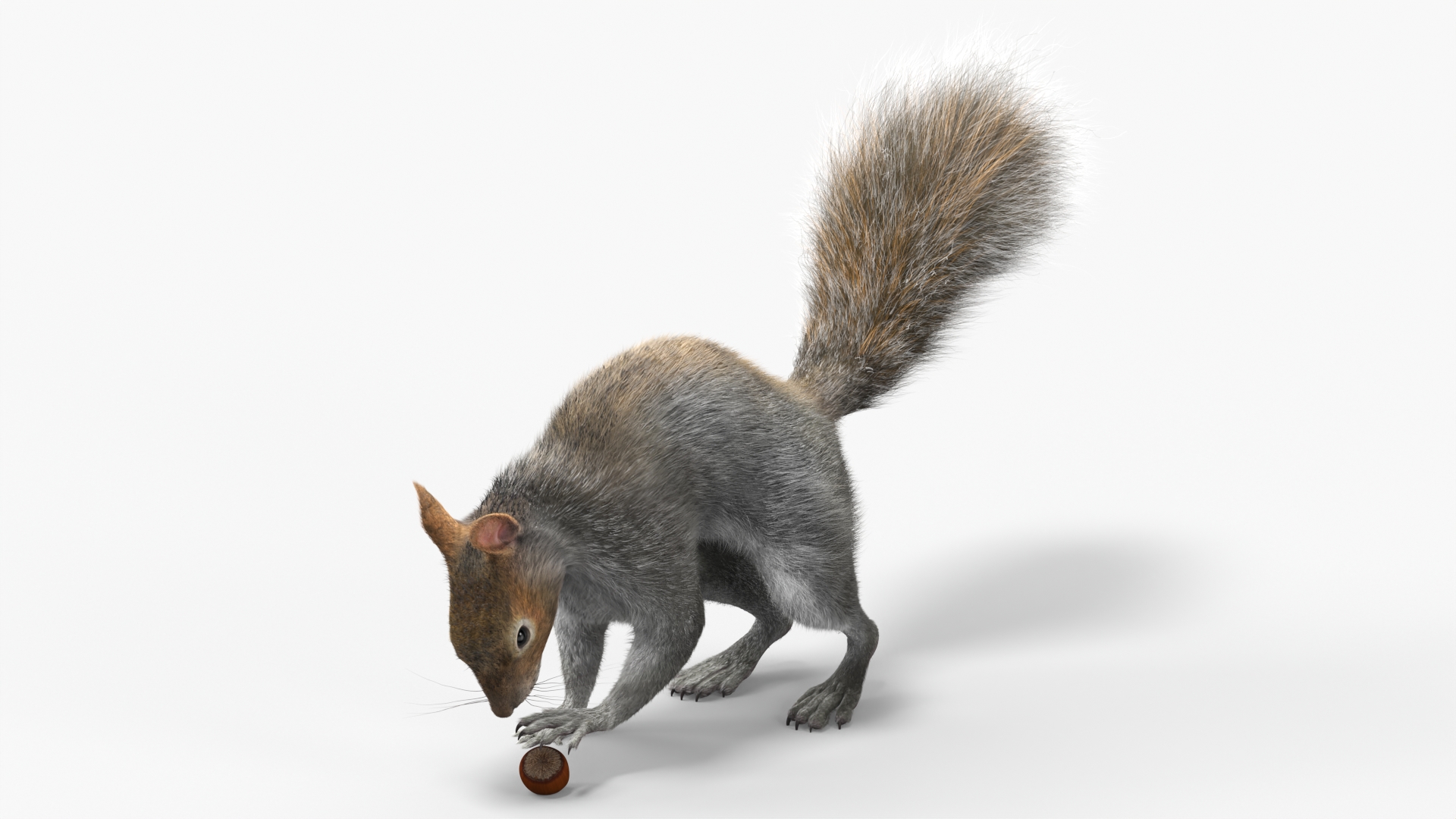 Gray Squirrel Hazelnut Fur Animated Rigged 3D