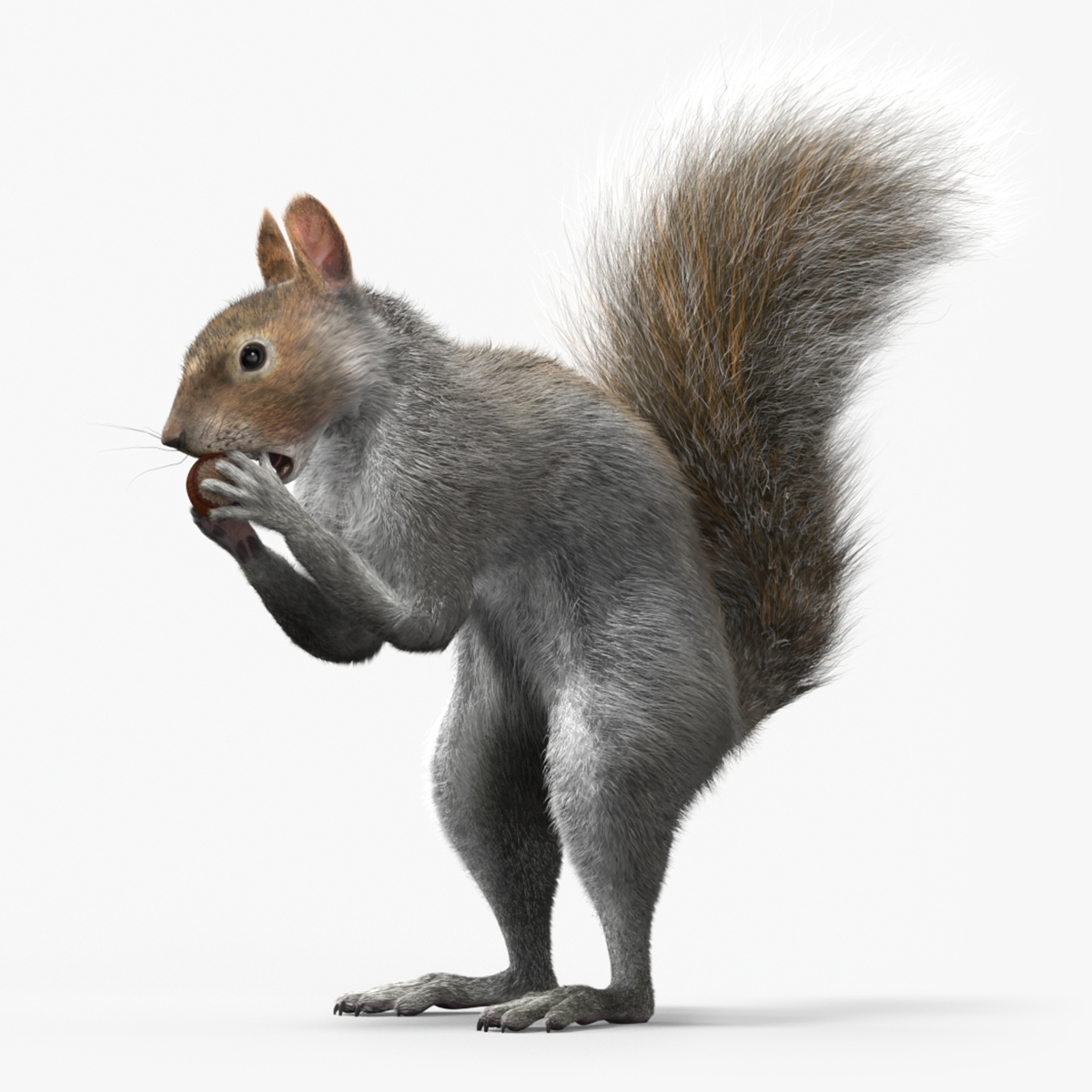 Gray Squirrel Hazelnut Fur Animated Rigged 3D