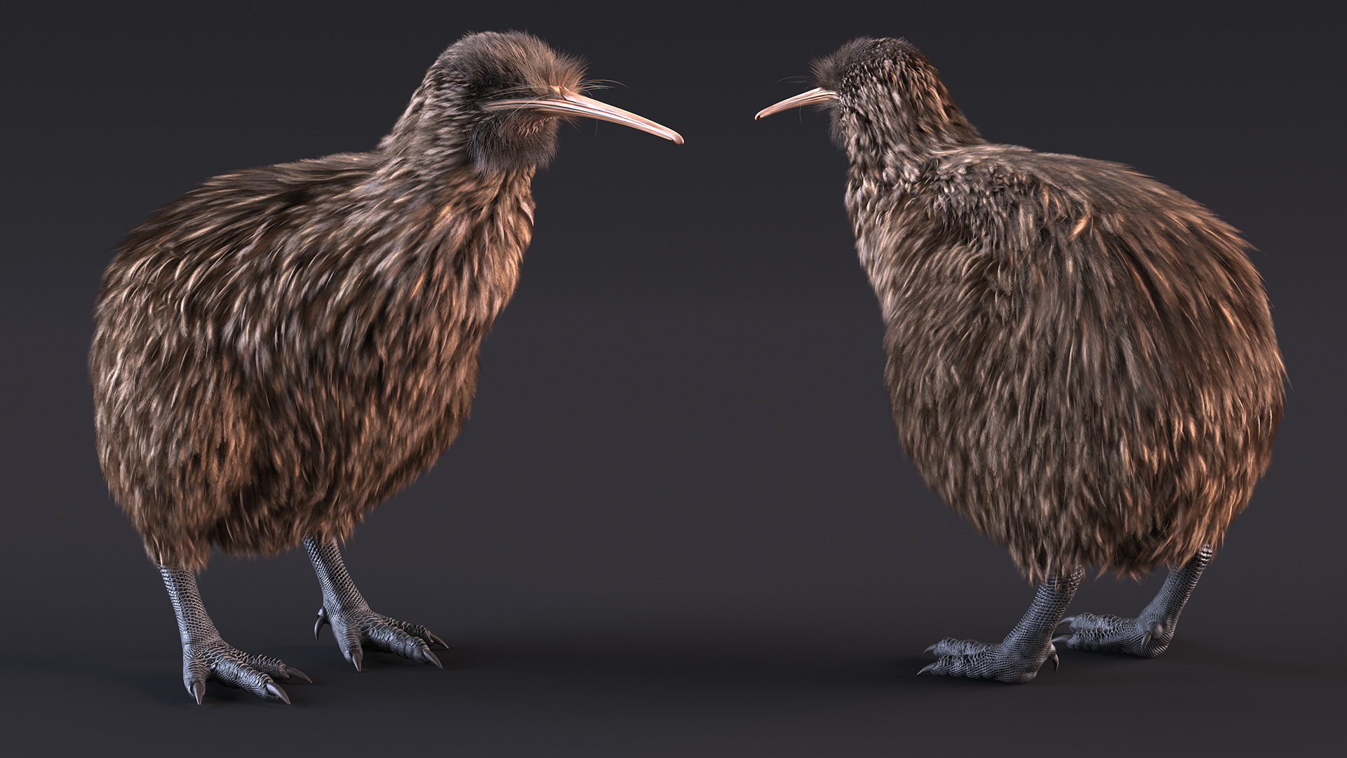 3D model Kiwi Bird Fur Rigged