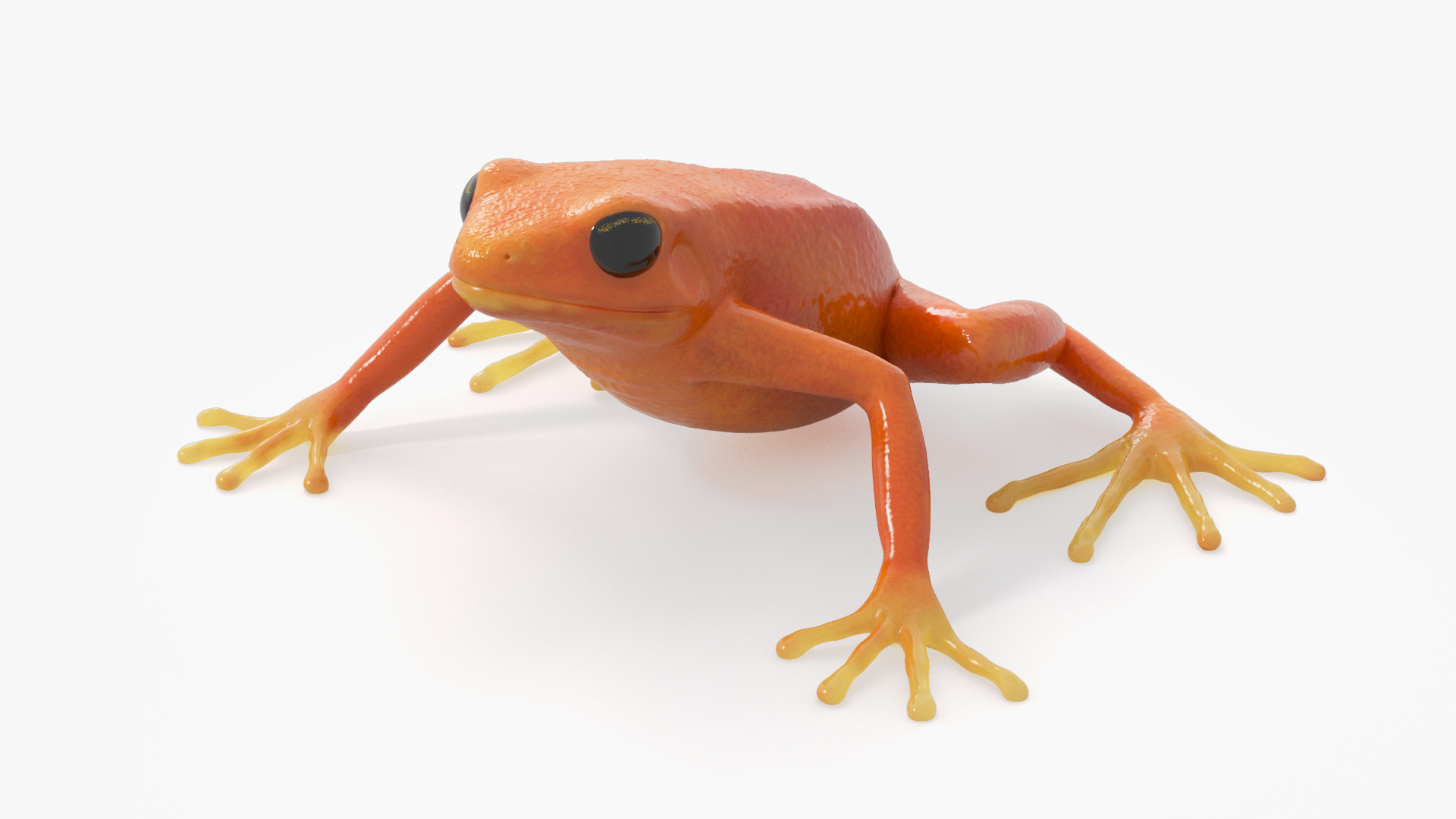 3D model Malagasy Poison Frog