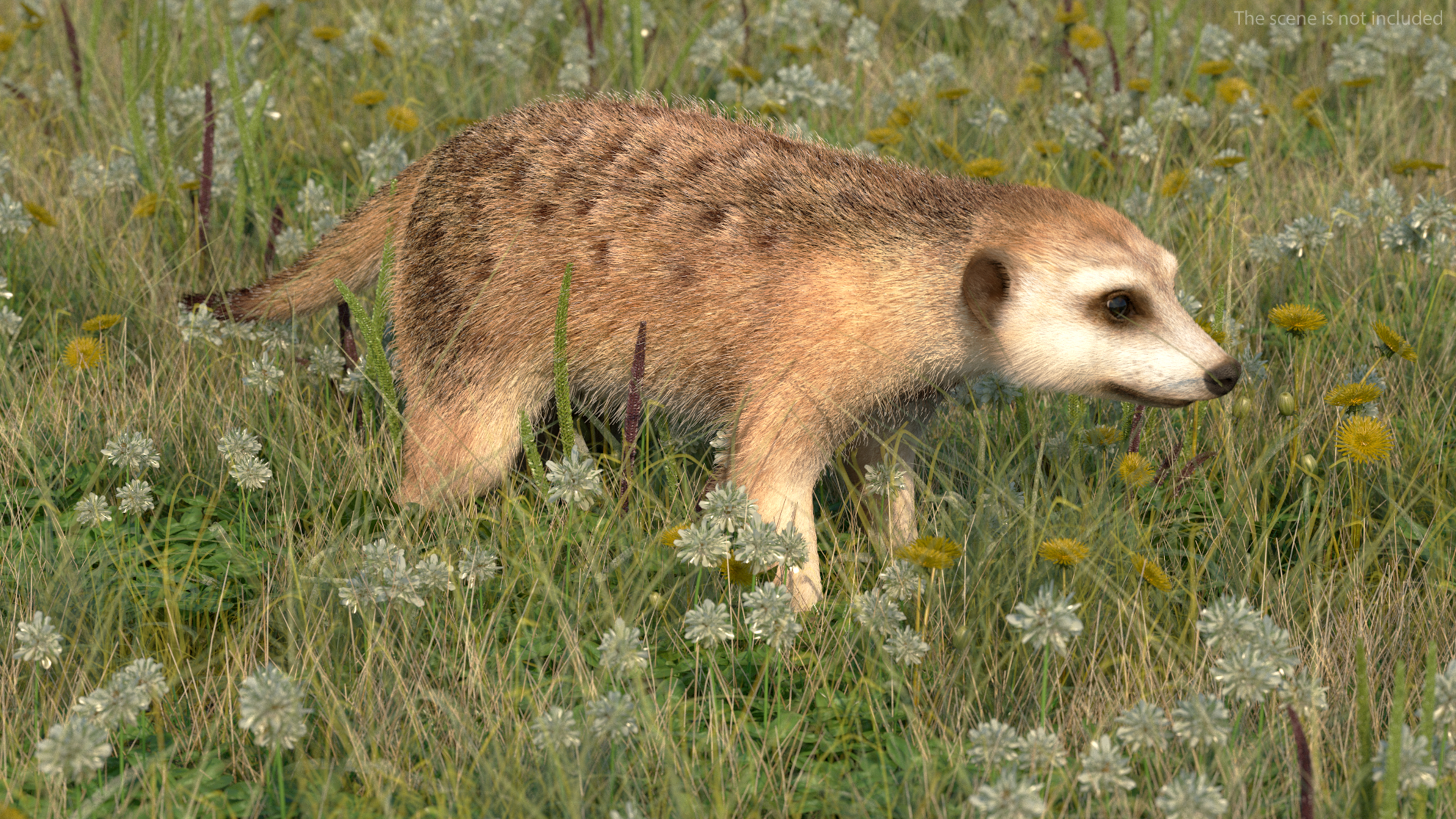 3D Meerkat Rigged Fur model