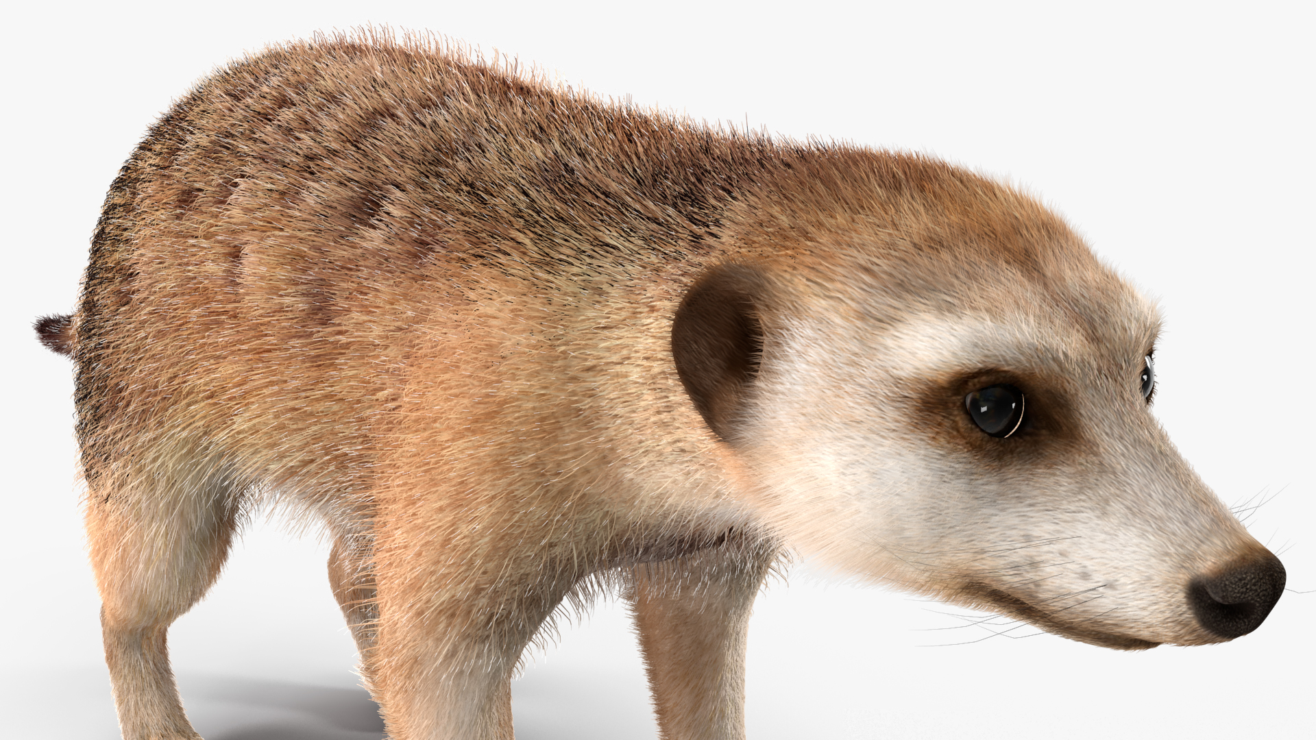 3D Meerkat Rigged Fur model