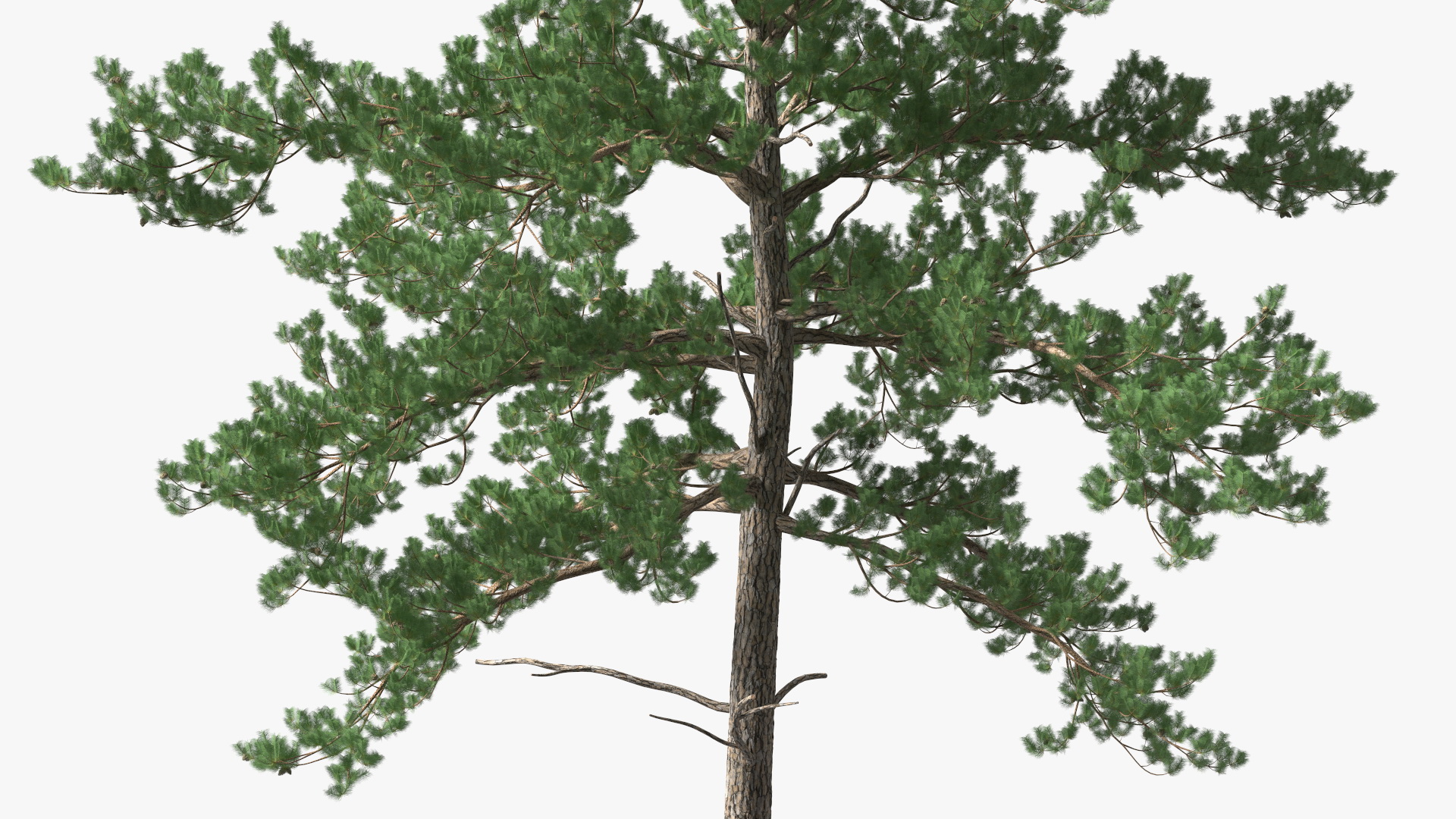 Pine Tree 3D model