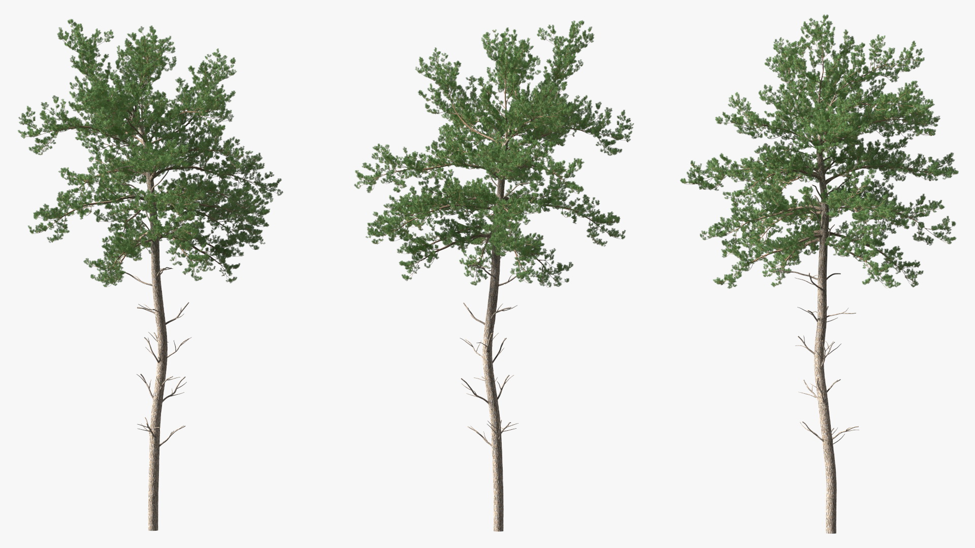 Pine Tree 3D model