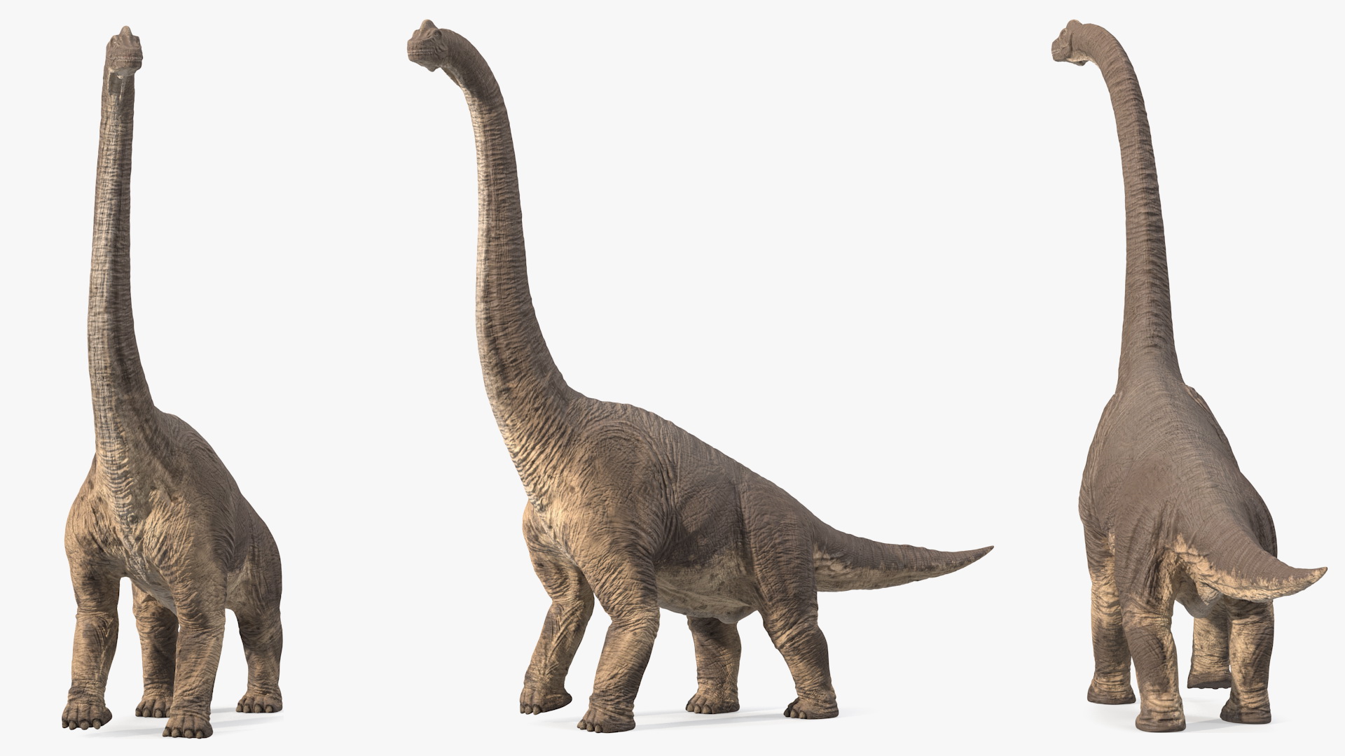 3D Brachiosaurus Walking Pose