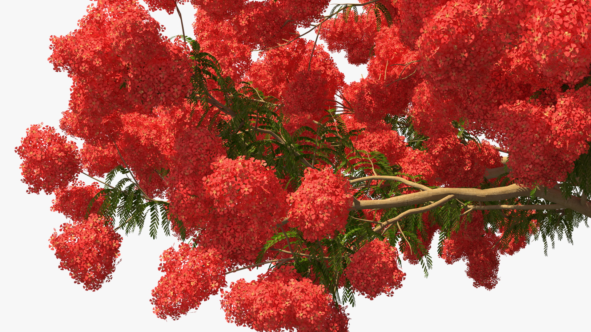 3D Delonix Regia Tree model