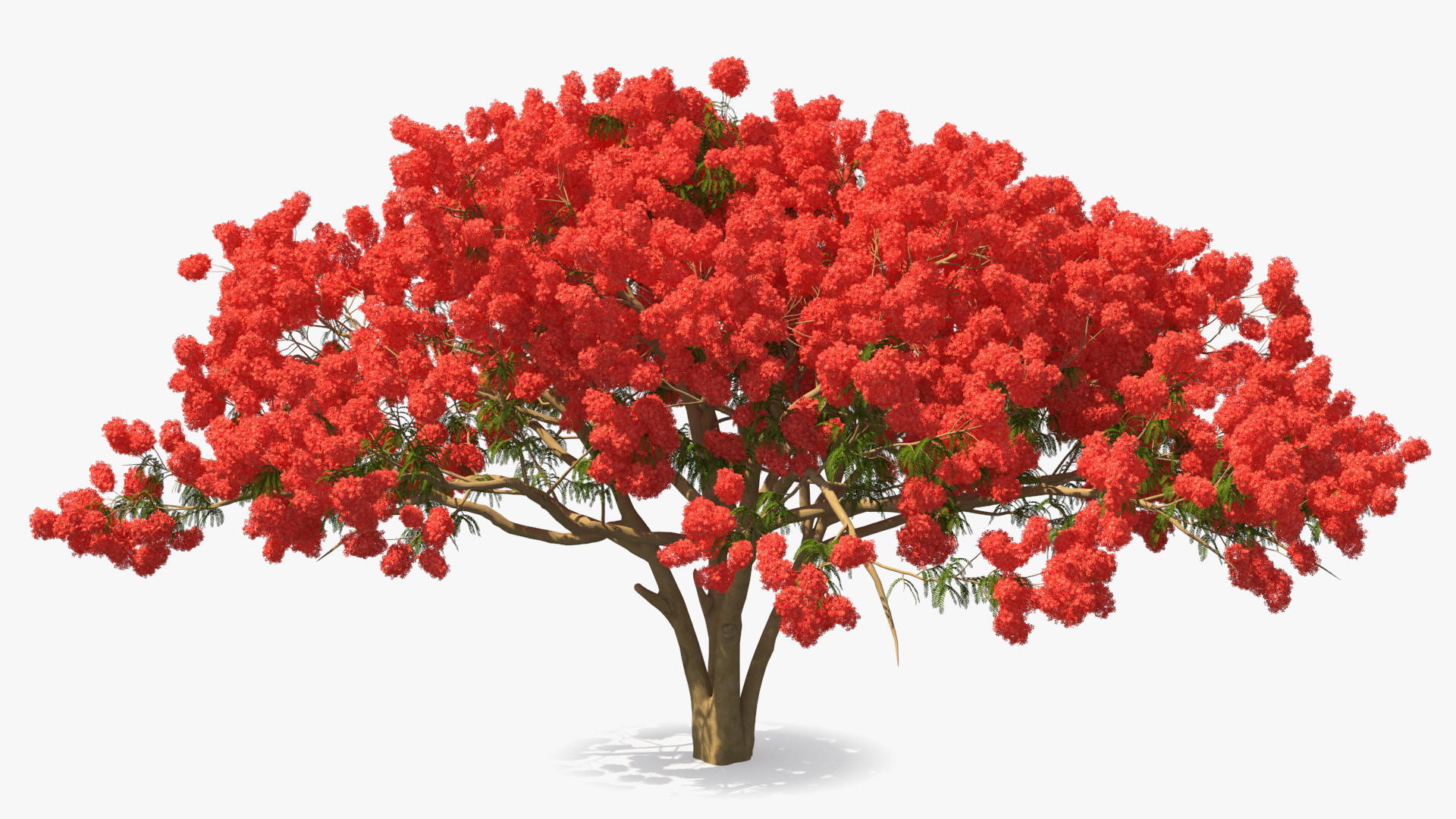 3D Delonix Regia Tree model