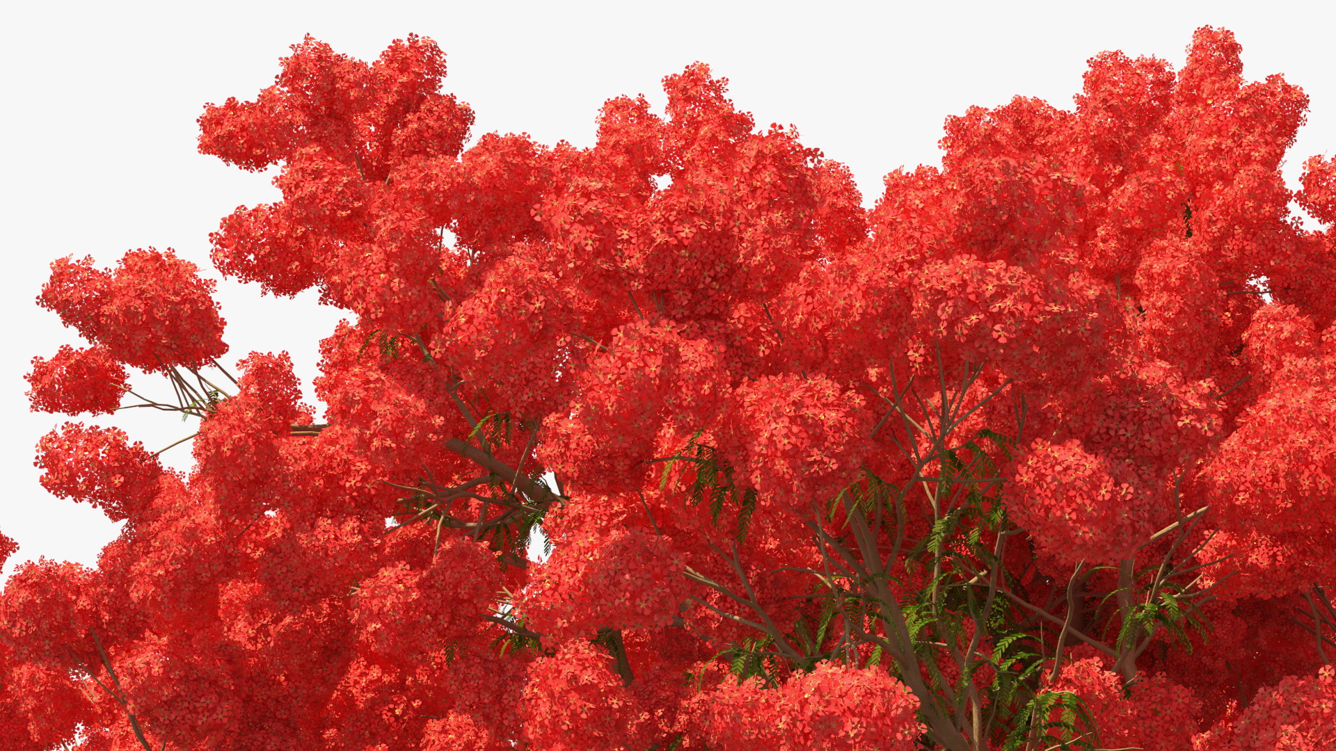 3D Delonix Regia Tree model