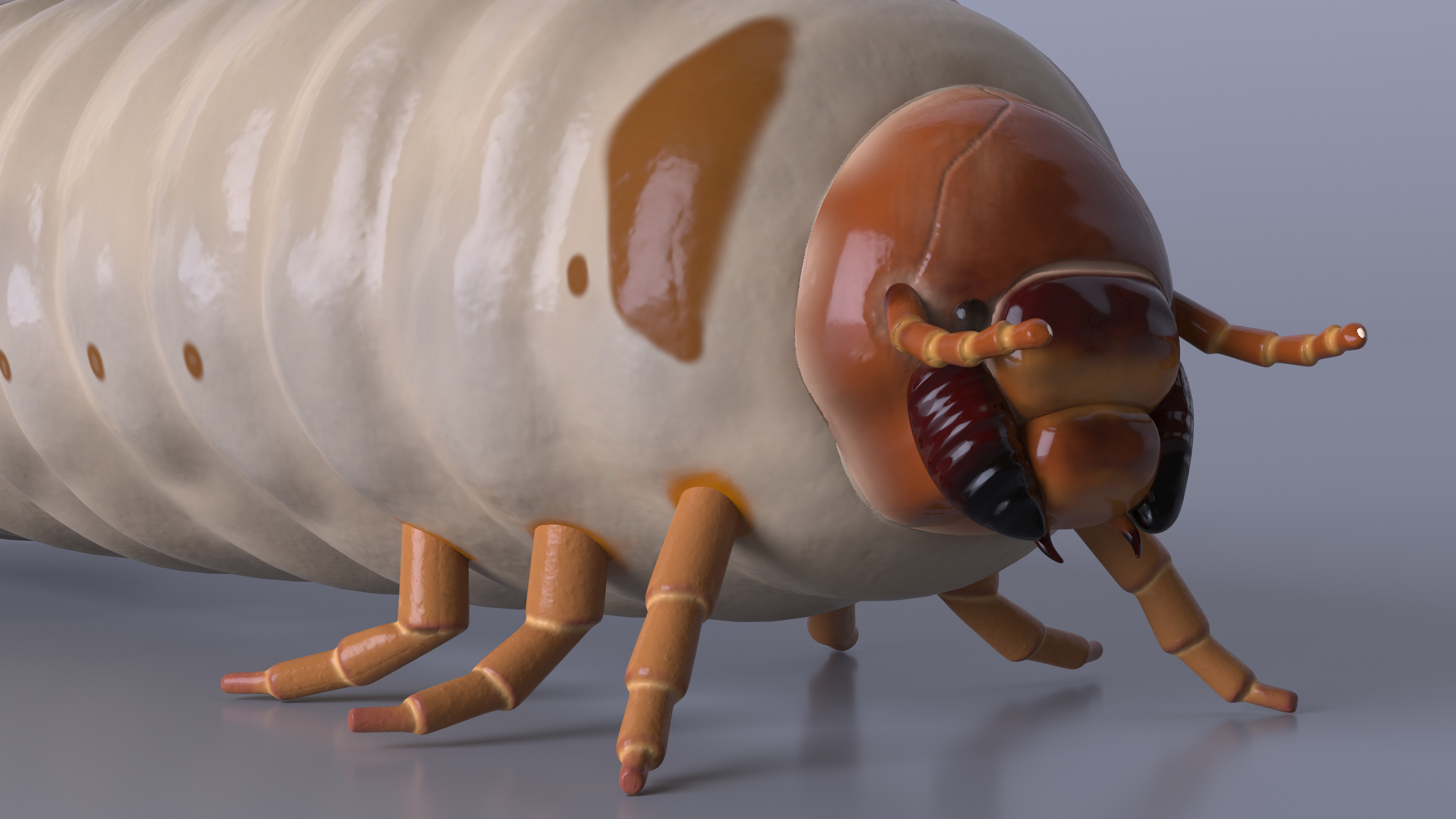 Maggot May Bug 3D model