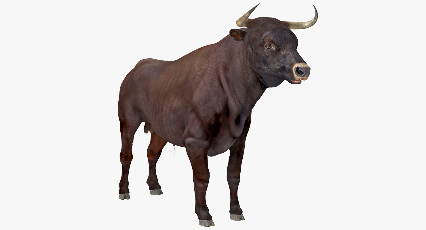 3D model Bull