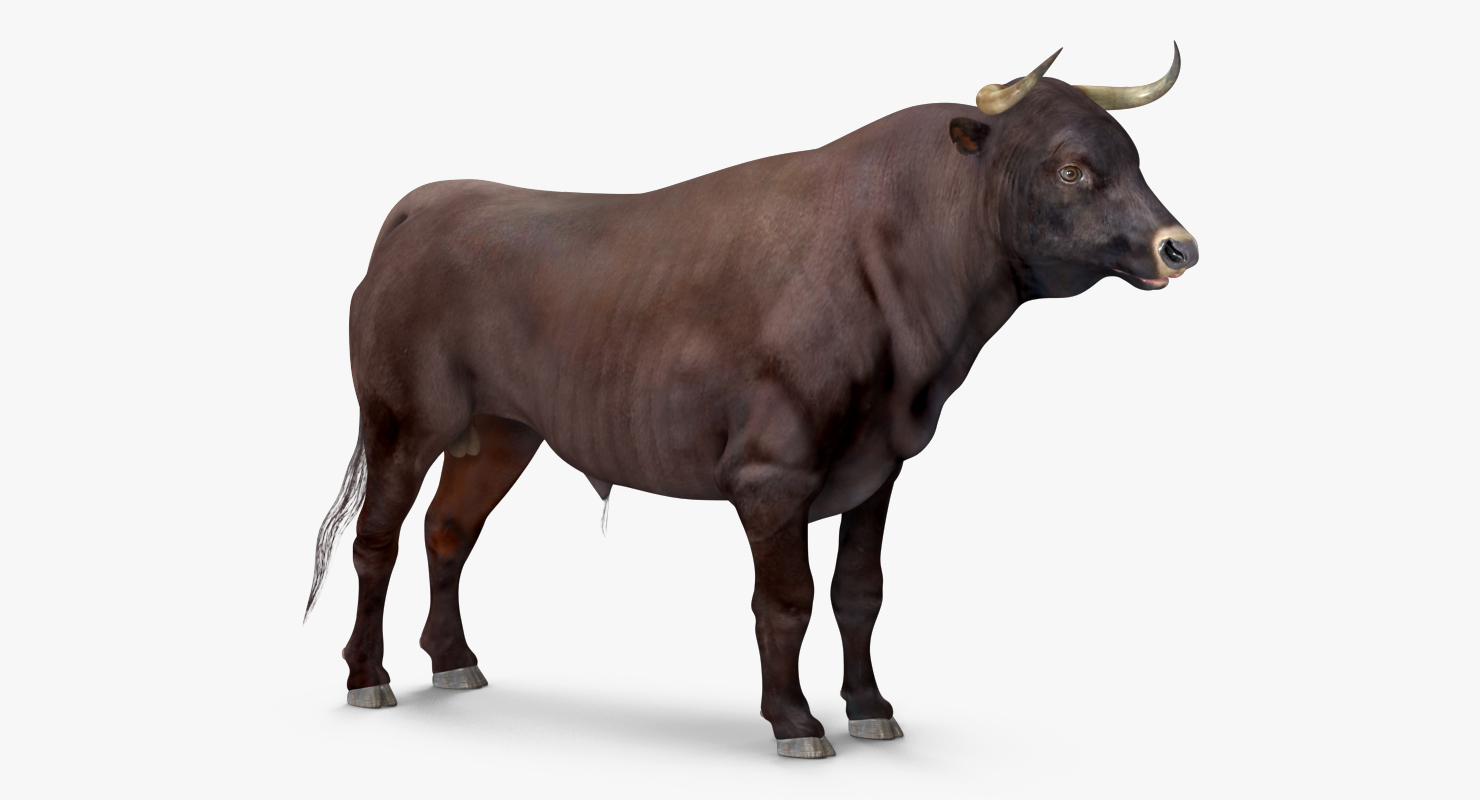 3D model Bull