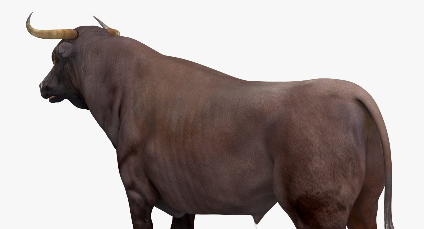 3D model Bull