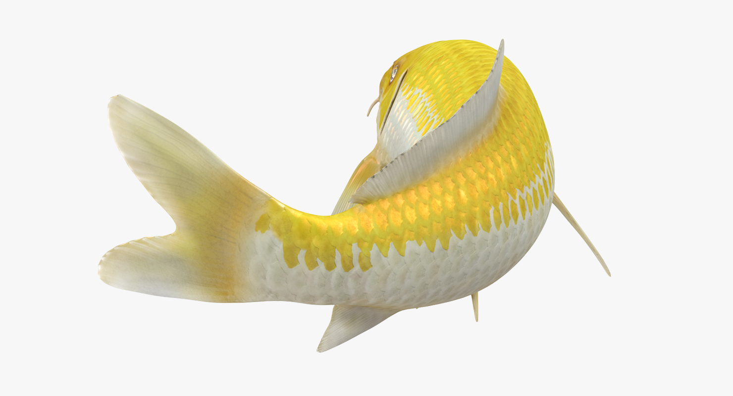 3D Yellow Koi Ogon Fish Swiming Pose model