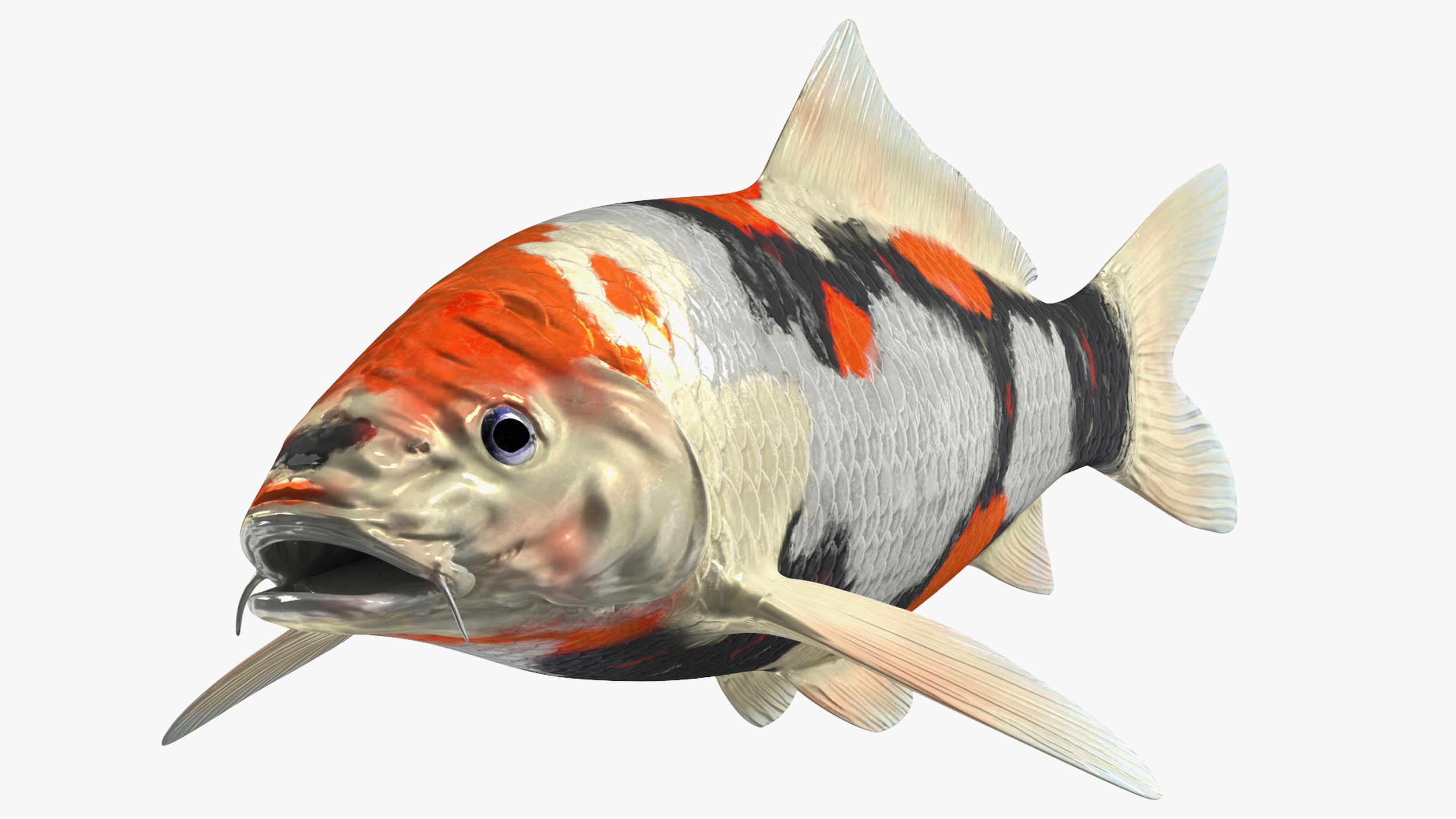 3D Harivake Koi Fish Rigged for Maya model