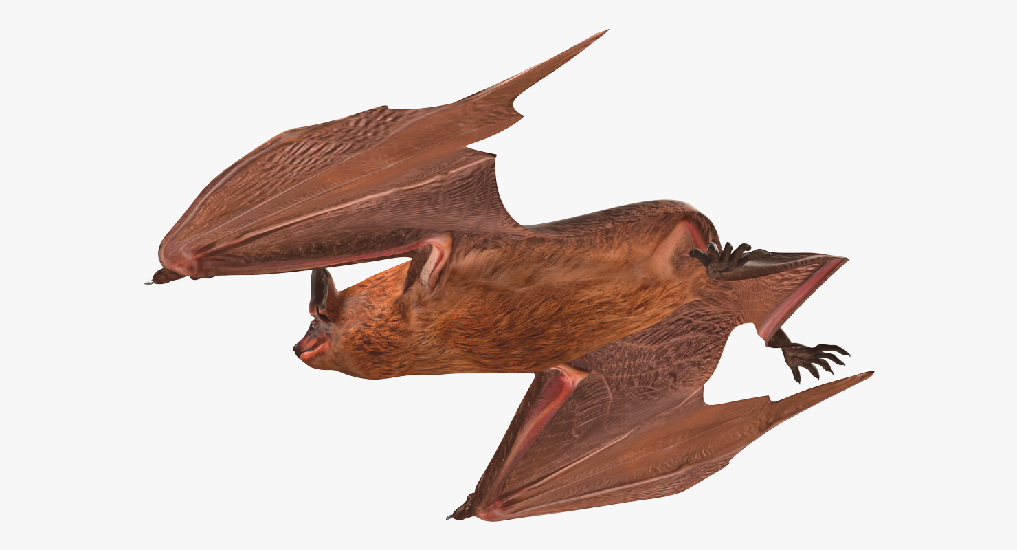 Flying Bat 2 3D