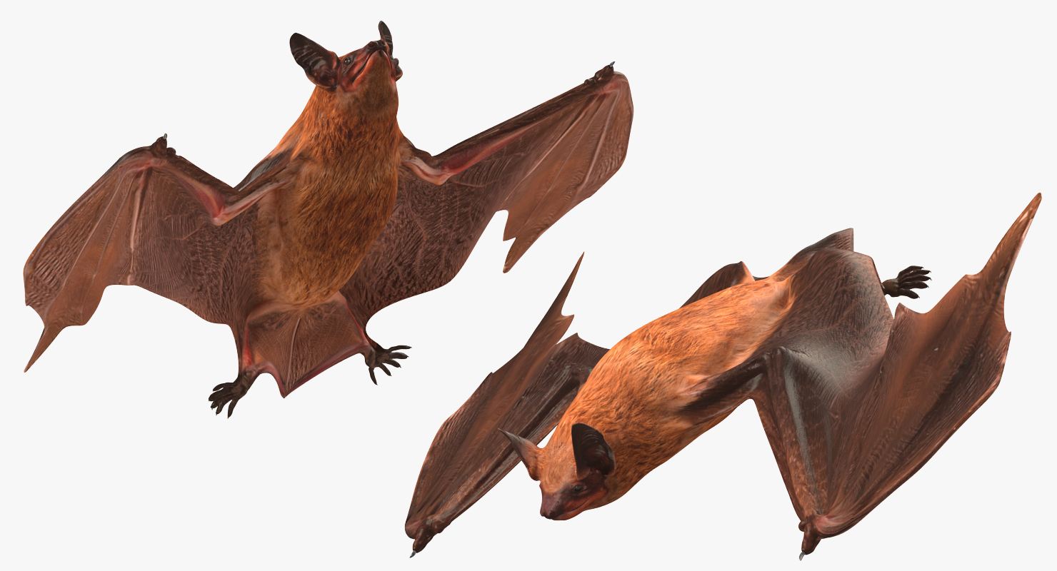 Flying Bat 2 3D