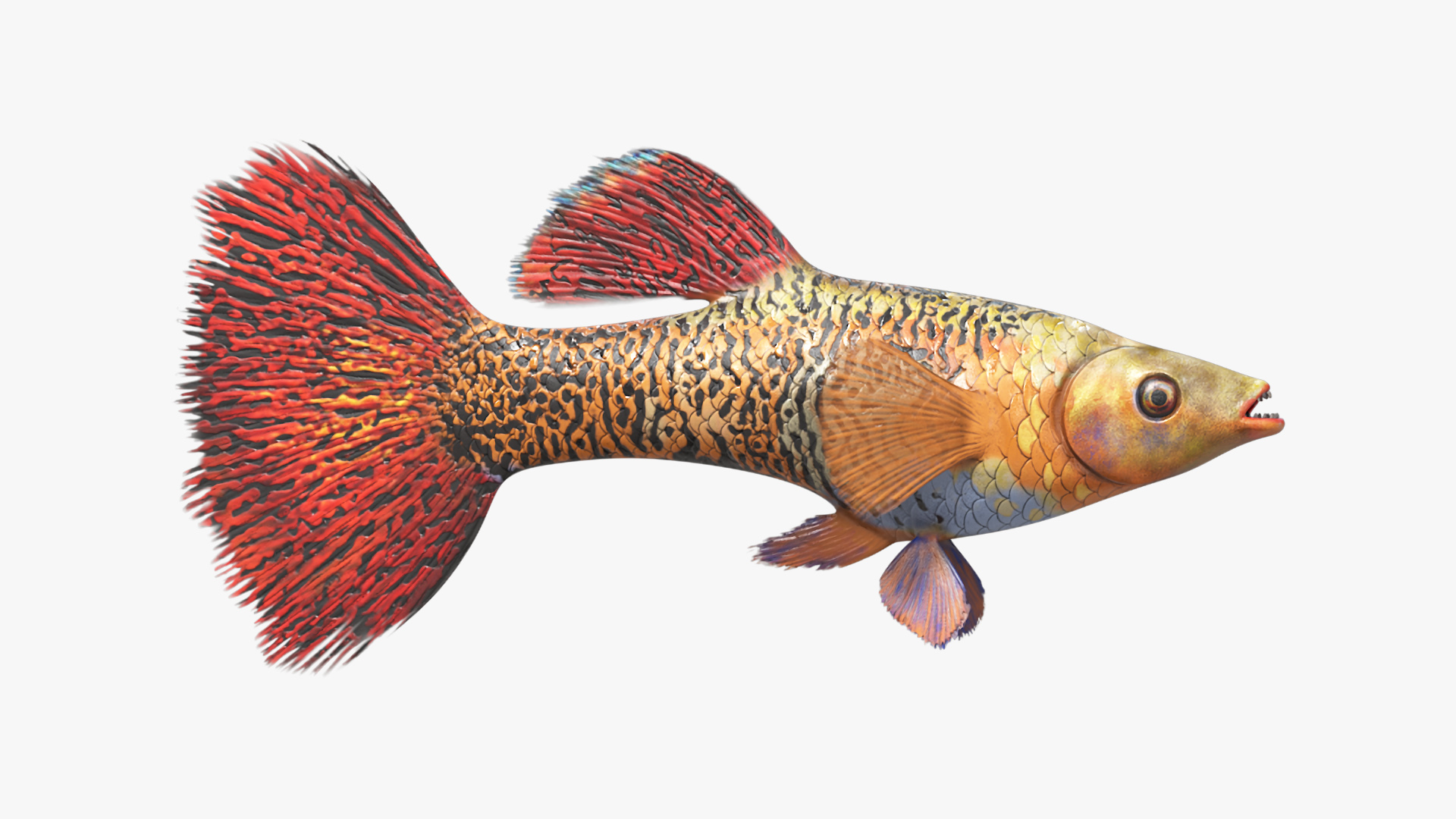 3D model Guppy Fish Red Snake