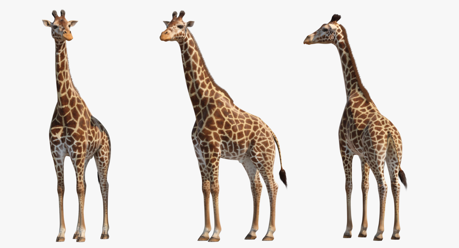 3D model Giraffe Standing Pose Fur