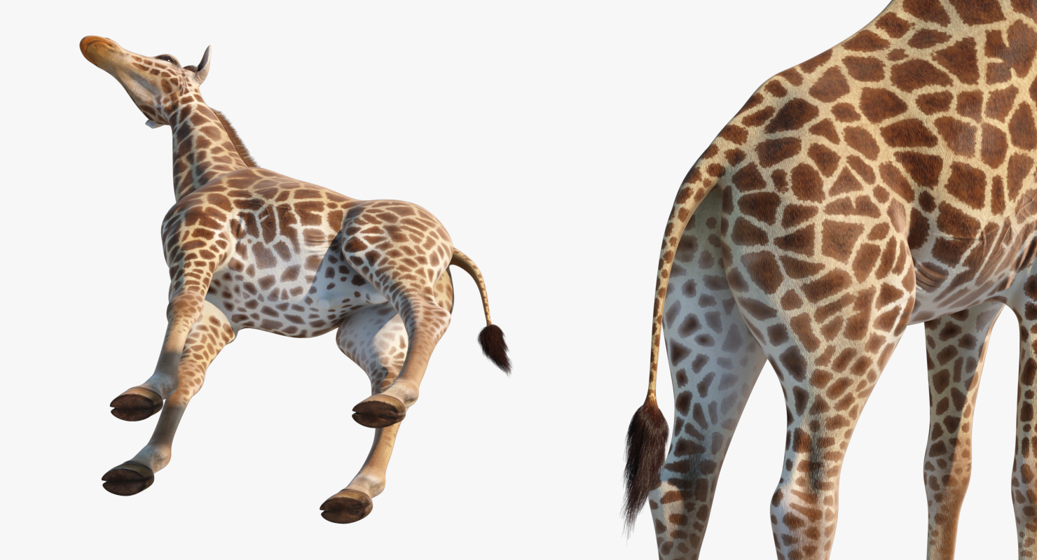 3D model Giraffe Standing Pose Fur