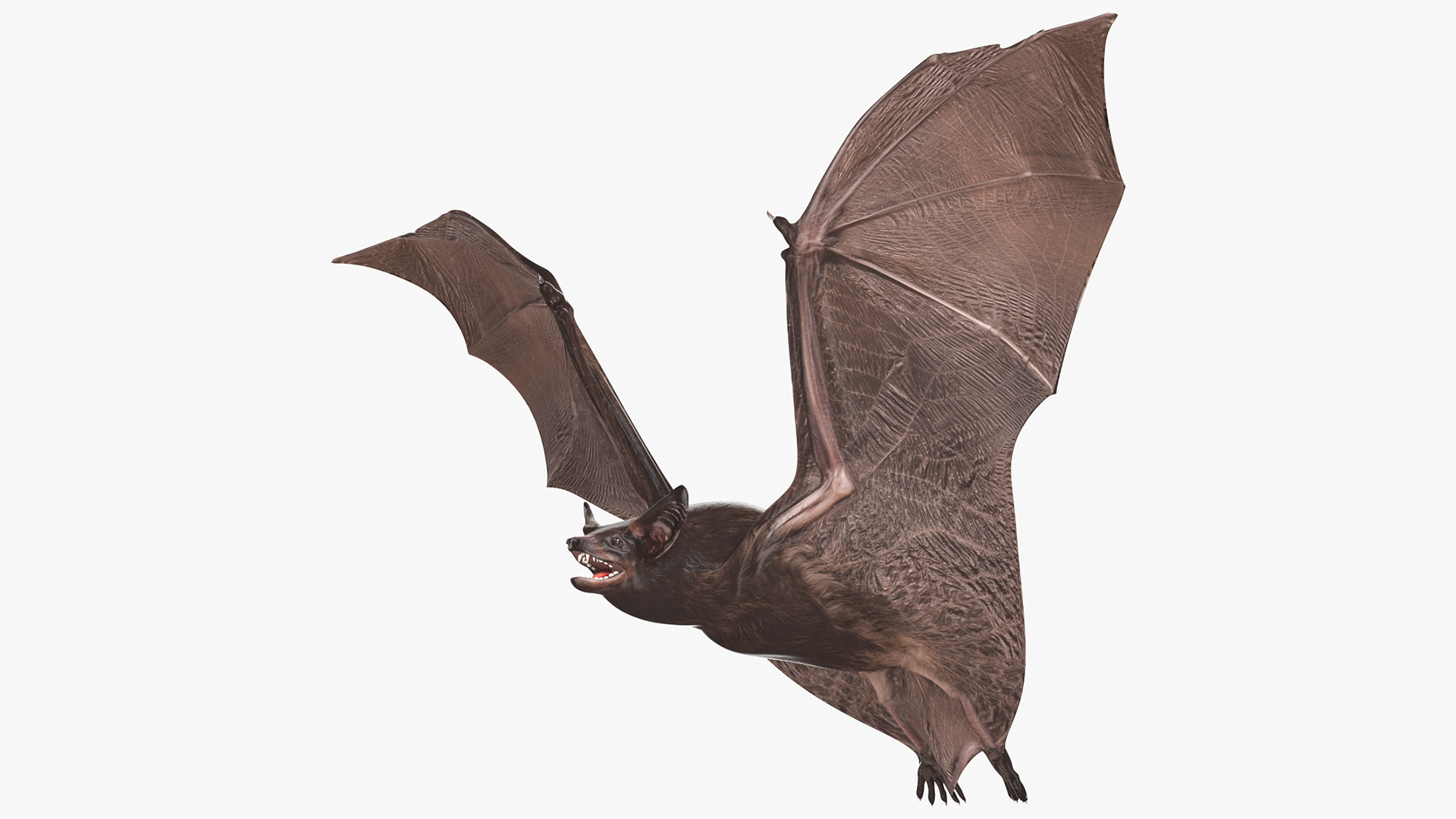 3D Flying Black Bat