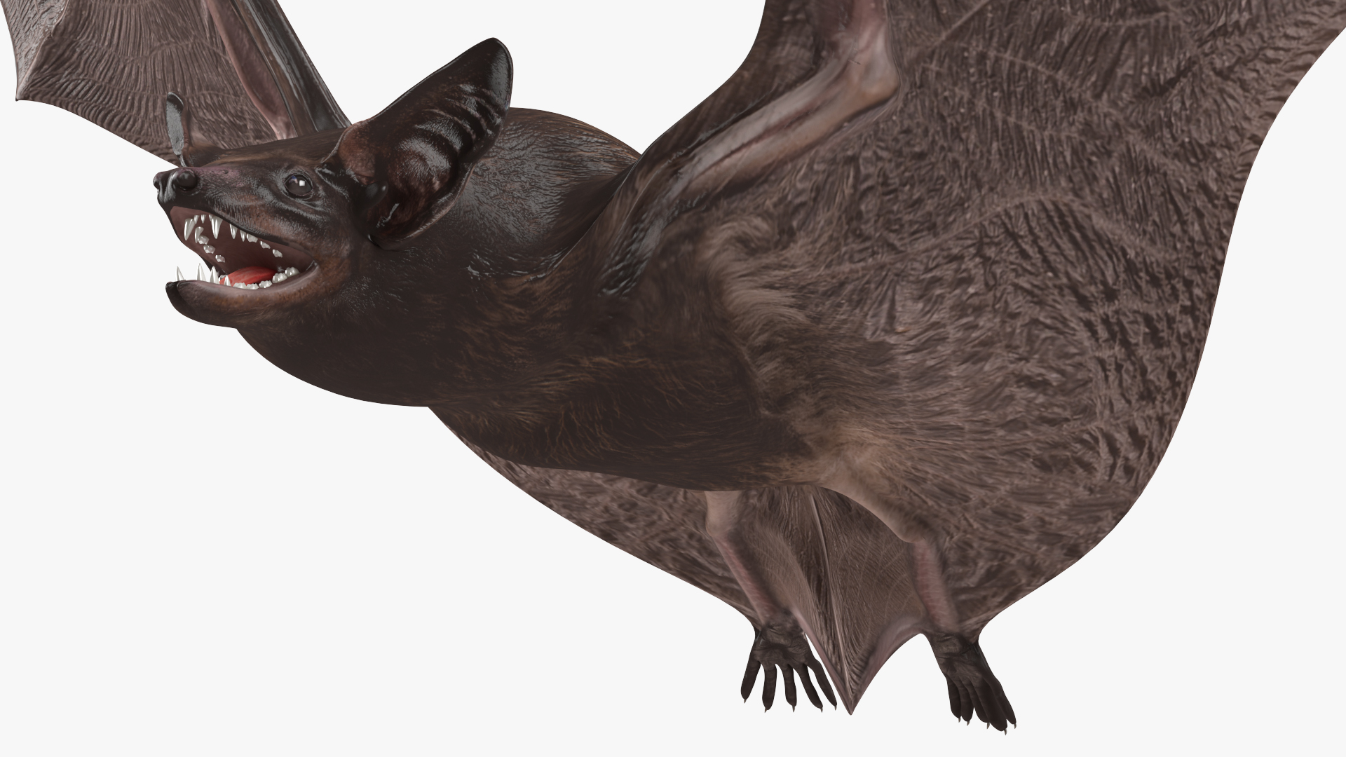 3D Flying Black Bat